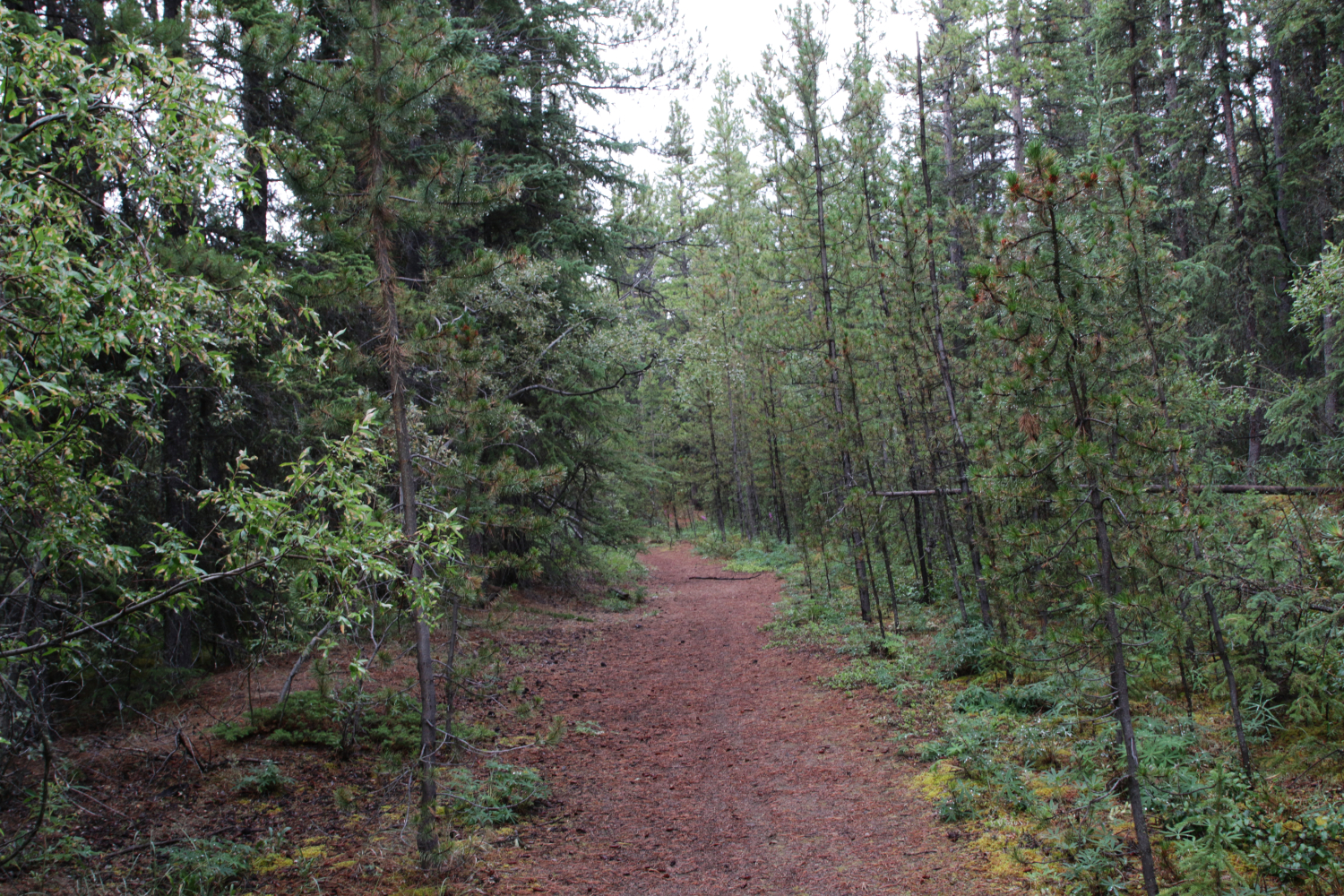 Year-round hiking at Wolf Creek Campground, Whitehorse, Yukon
