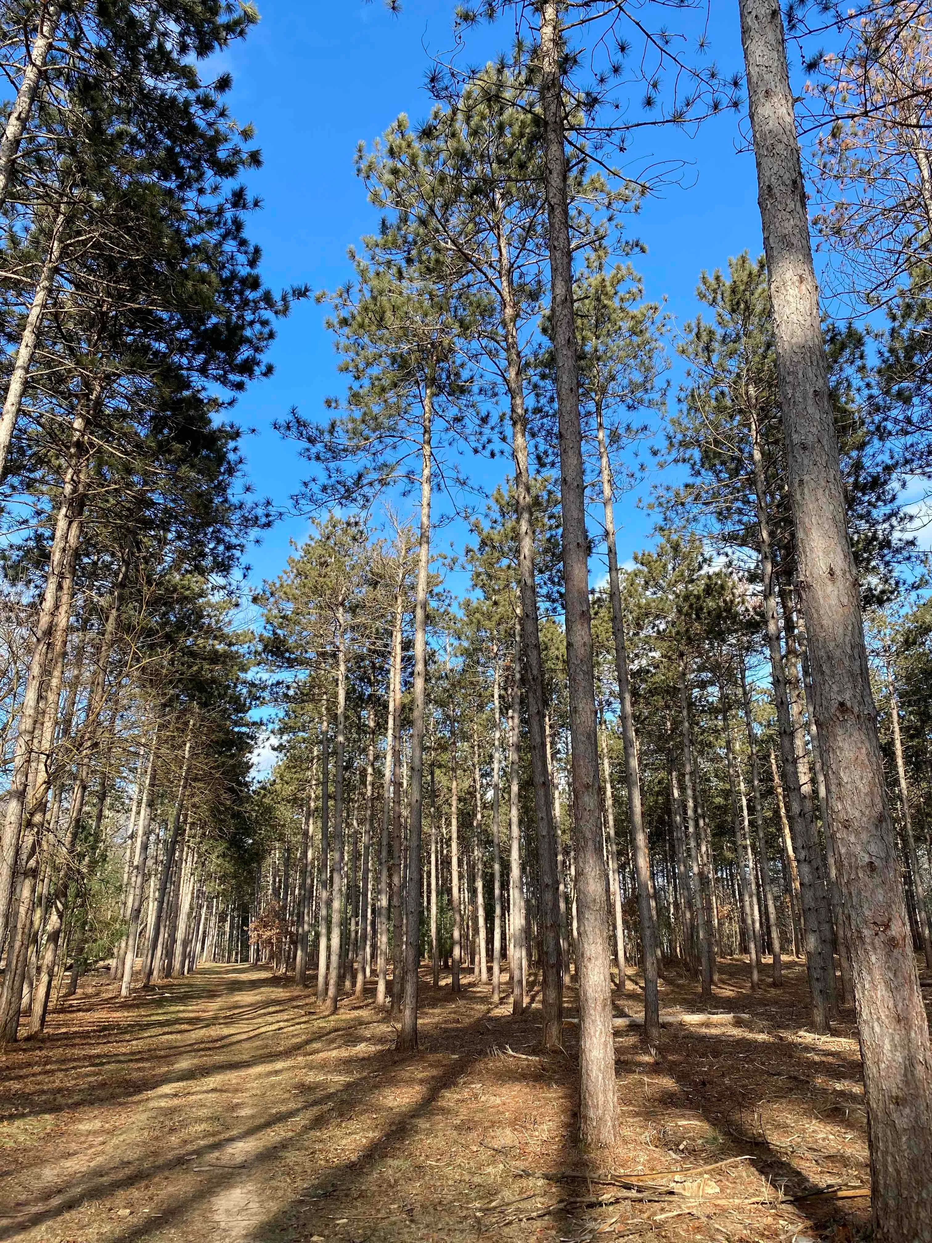 Nordic Trail Blue Loop