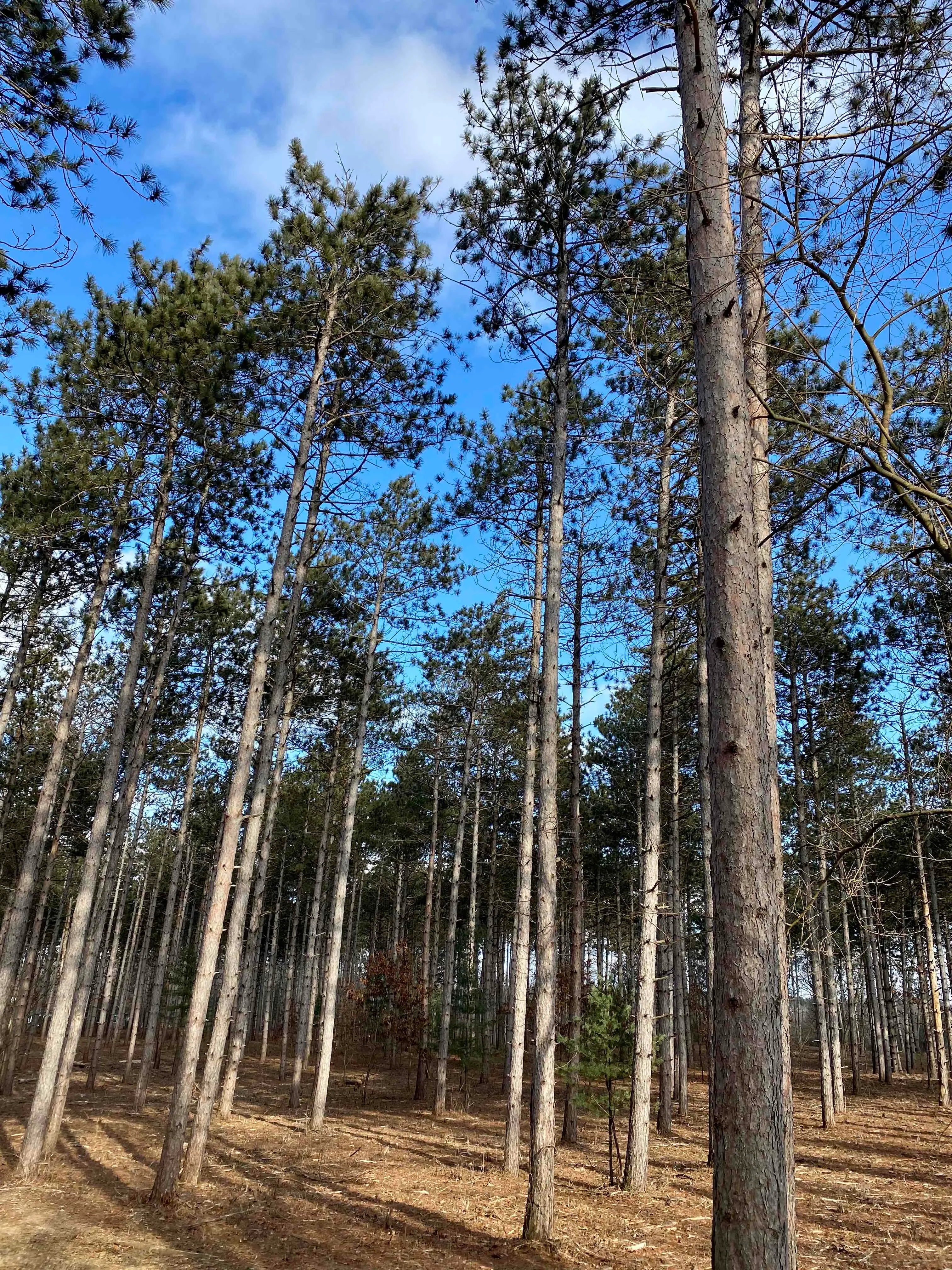 Nordic Trail Blue Loop