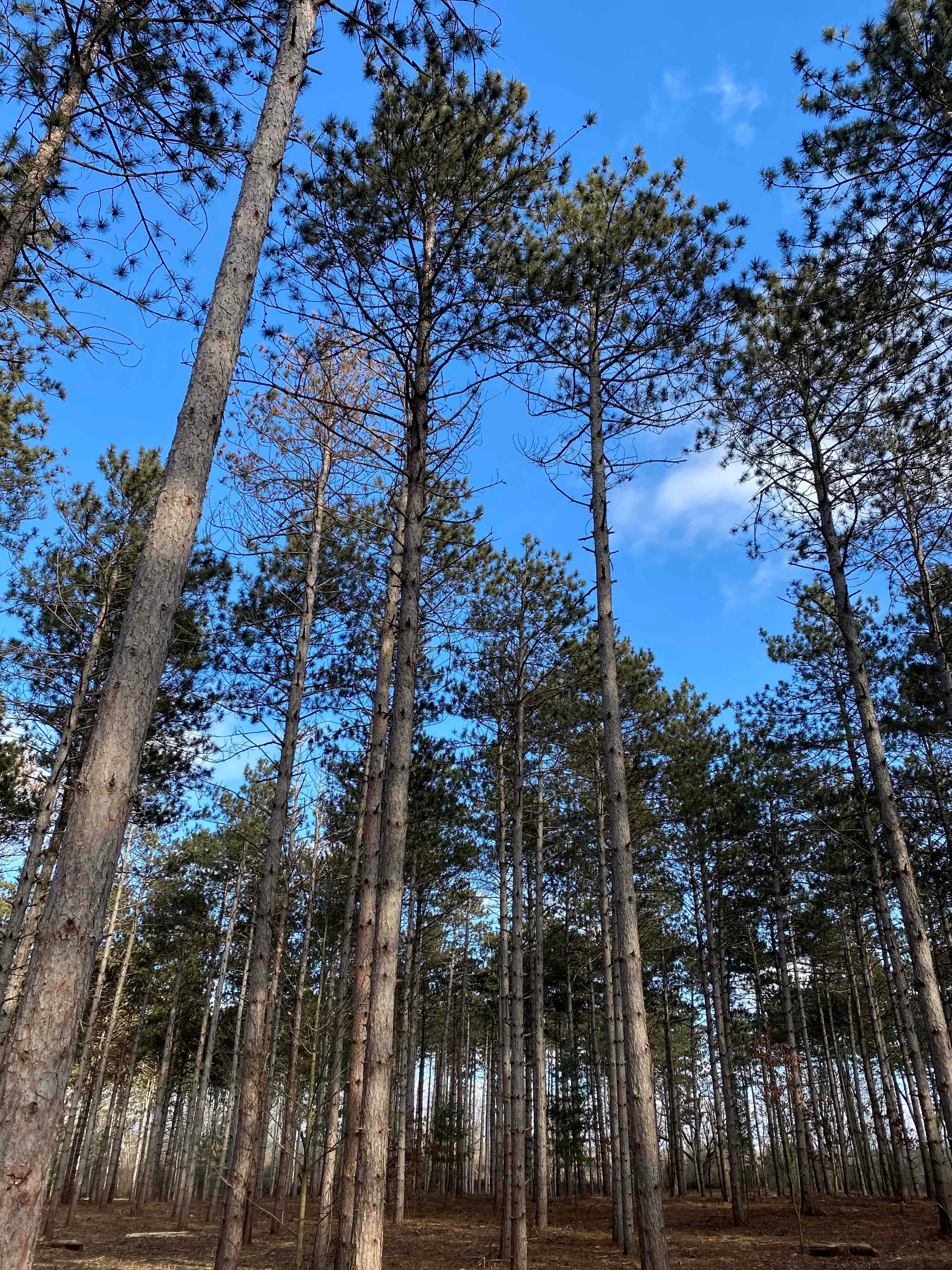 Nordic Trail Blue Loop