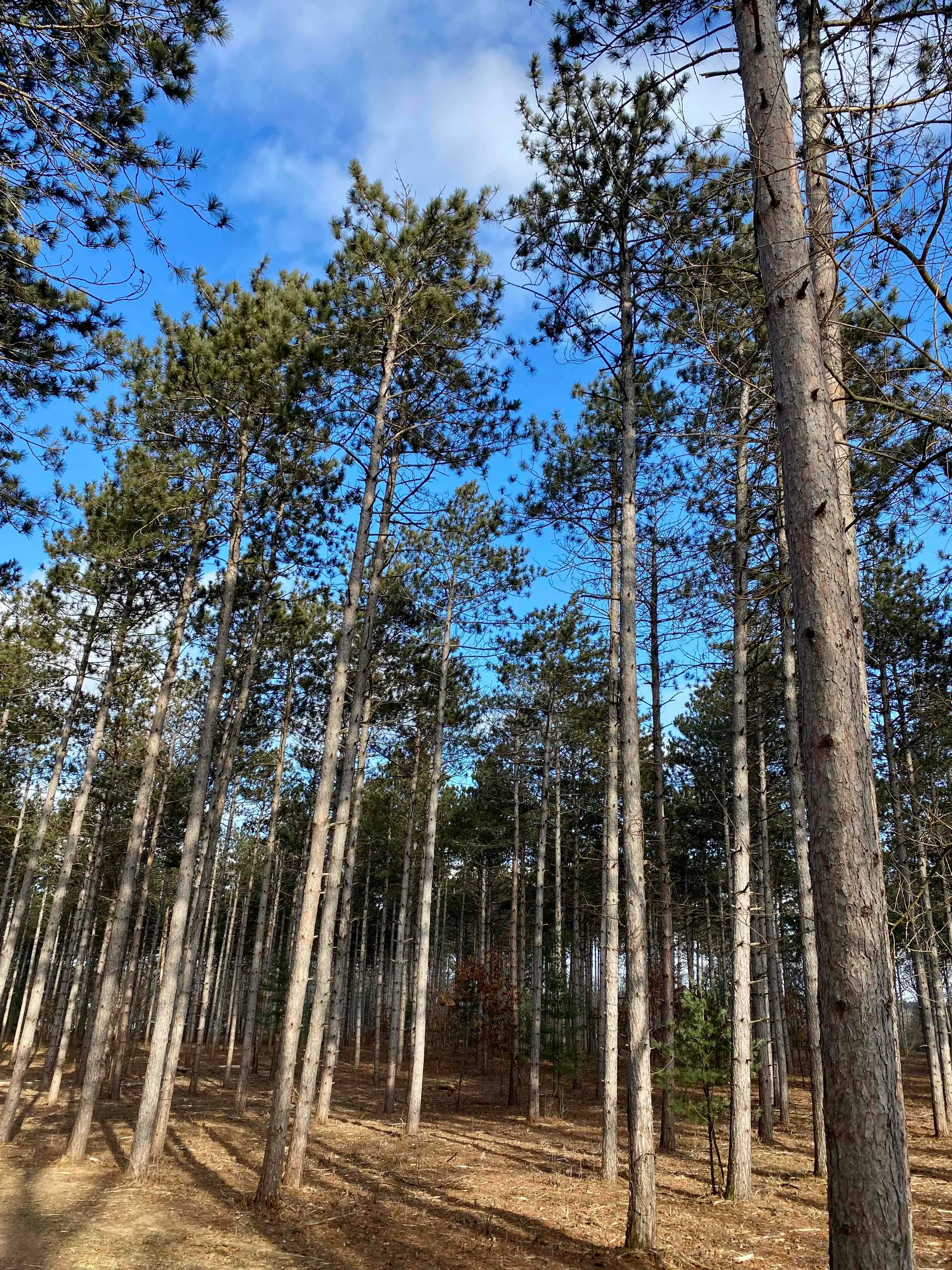 Nordic Trail Blue Loop