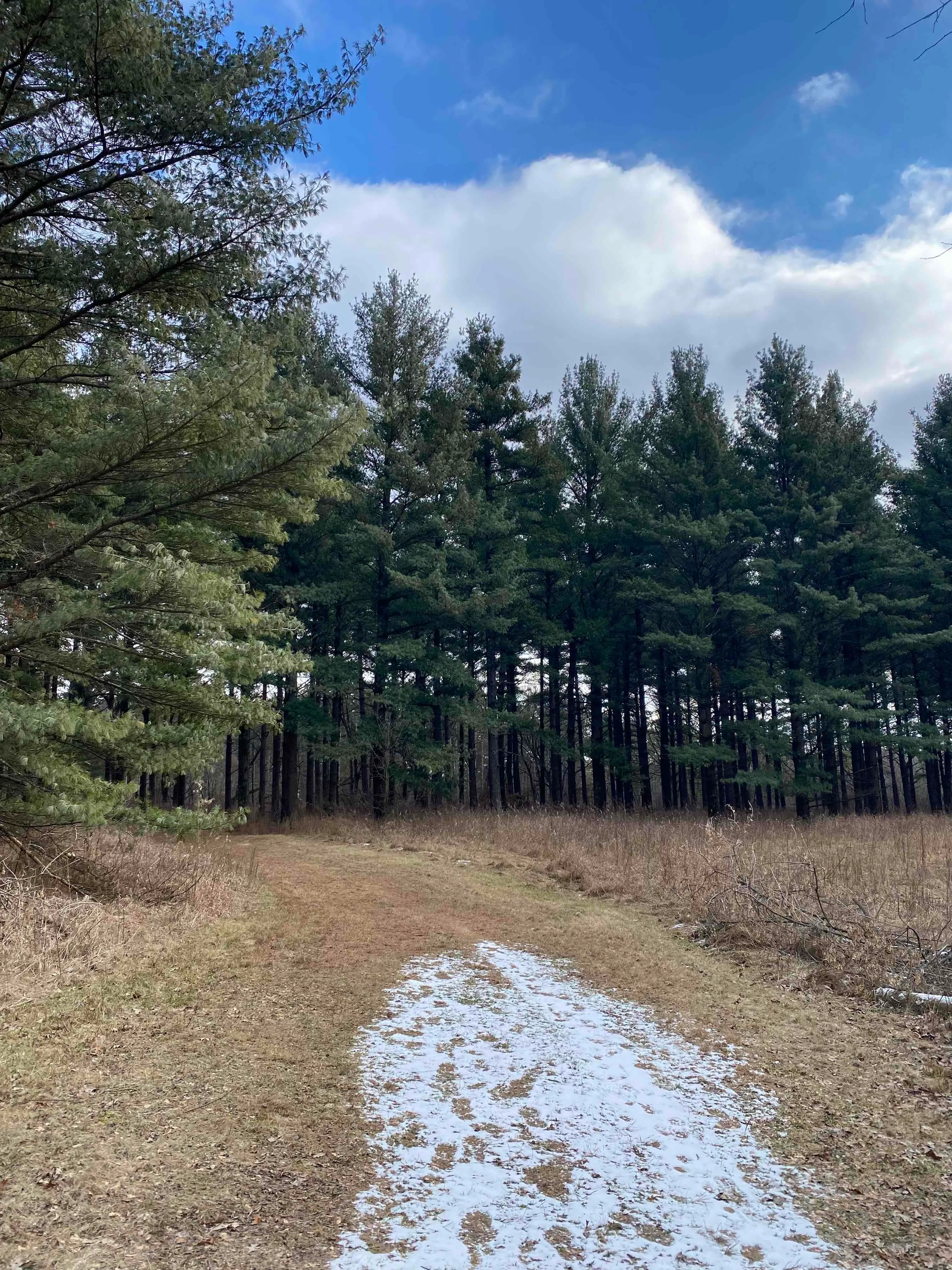 Nordic Trail Blue Loop