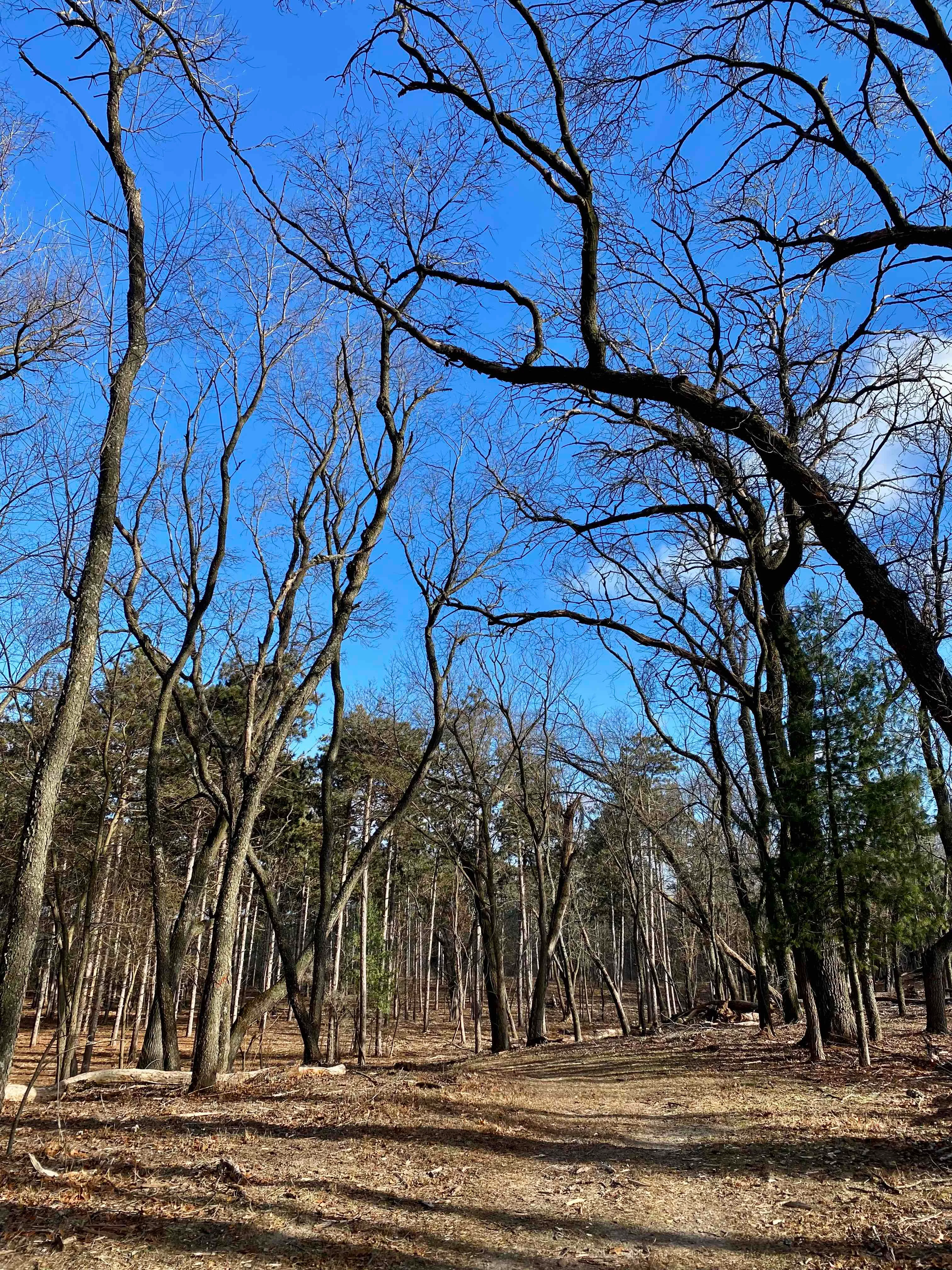 Nordic Trail Blue Loop