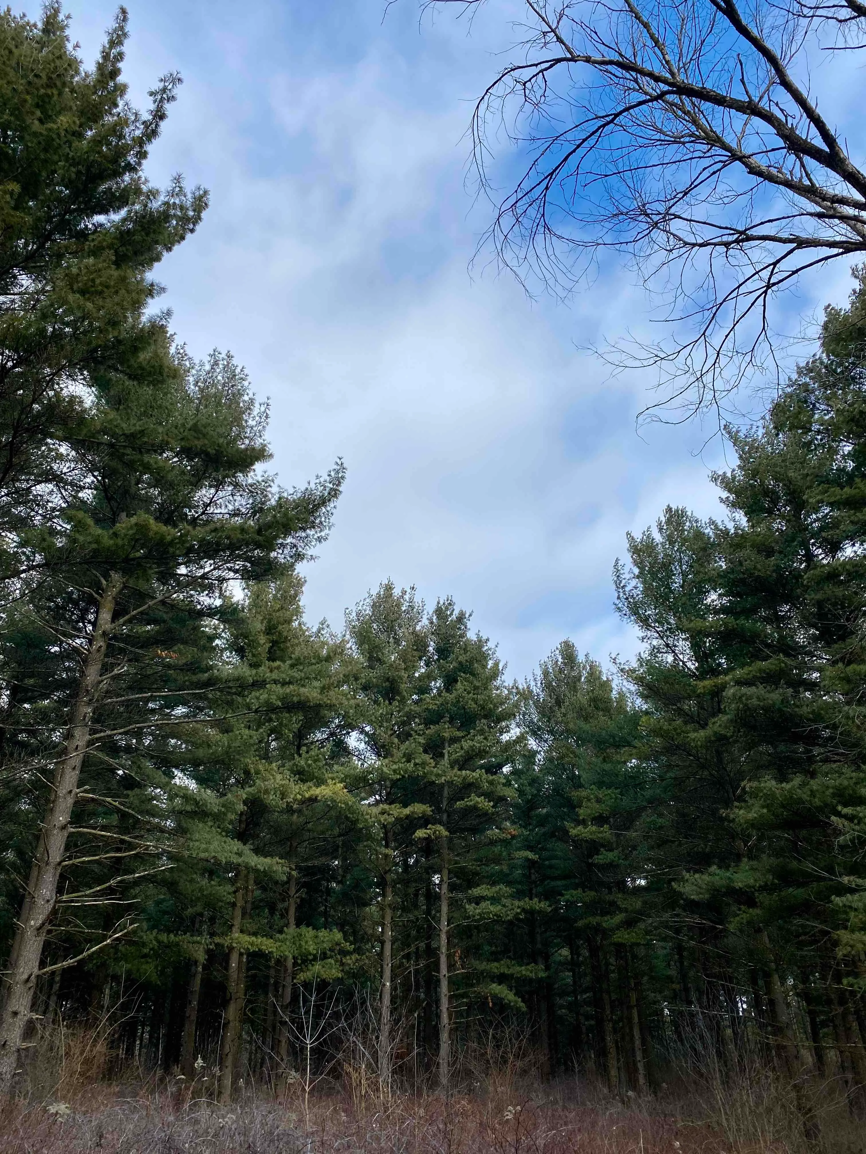 Nordic Trail Blue Loop