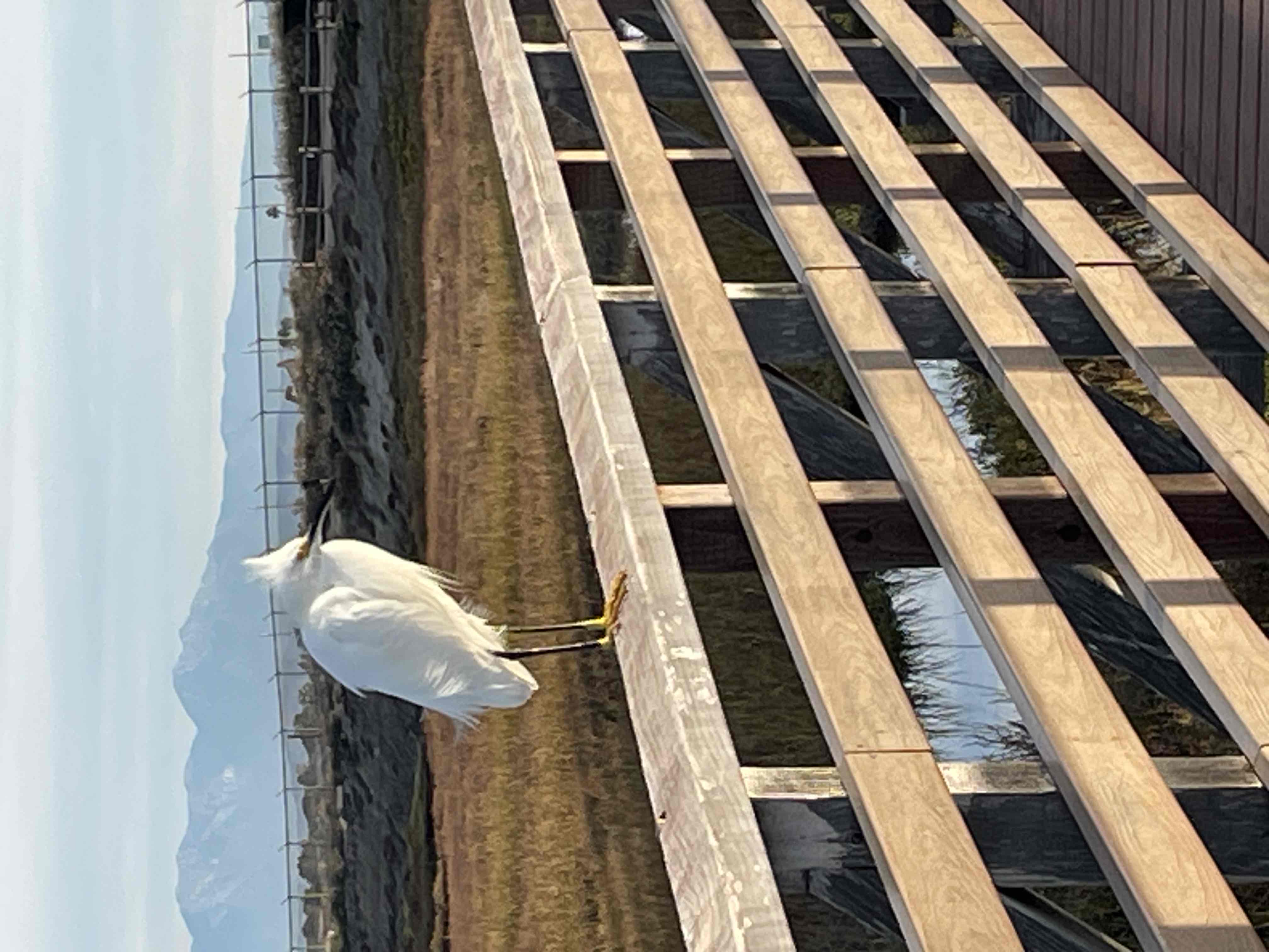 Bolsa Chica Ecological Reserve Trail