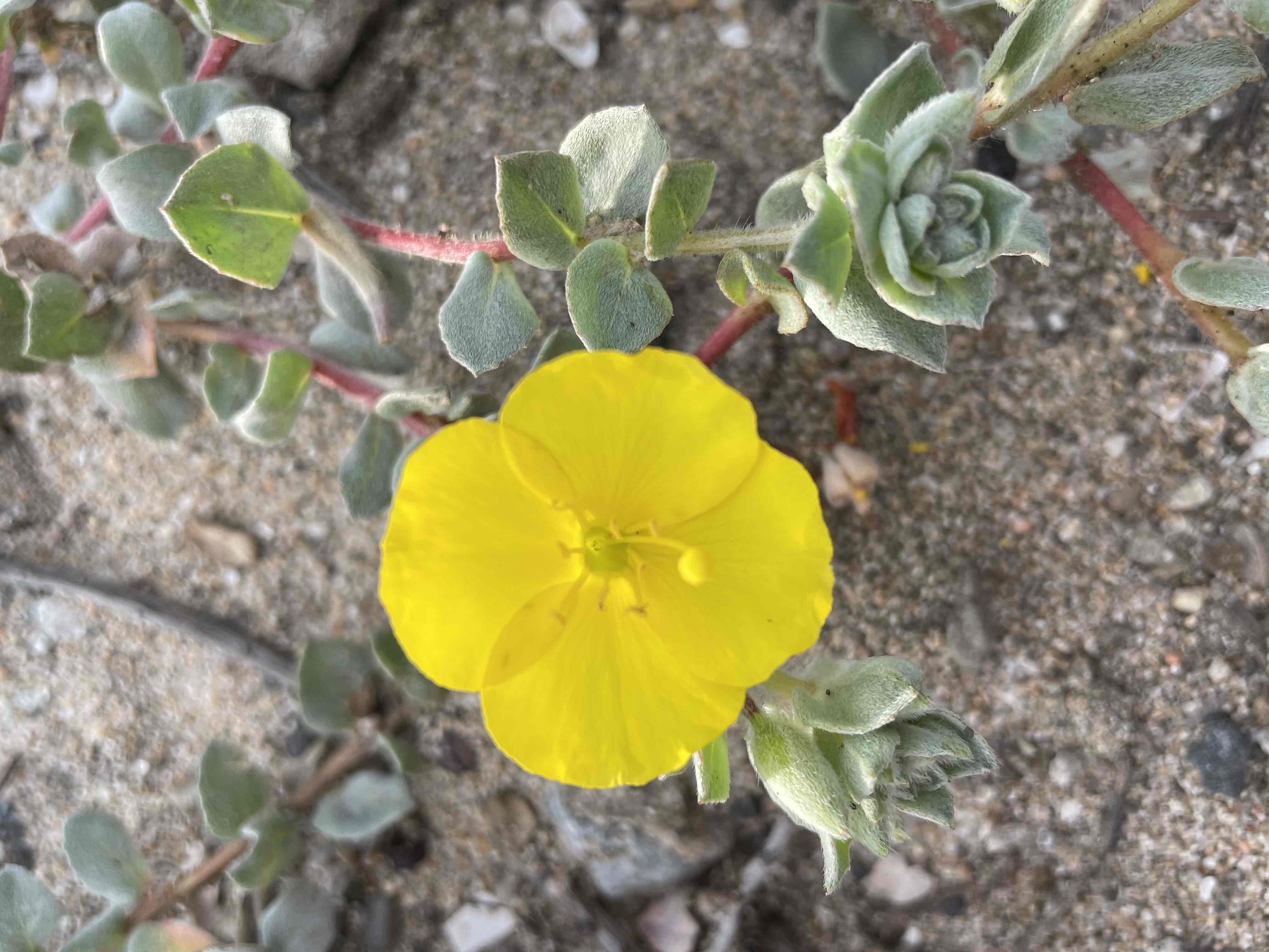 Bolsa Chica Ecological Reserve Trail