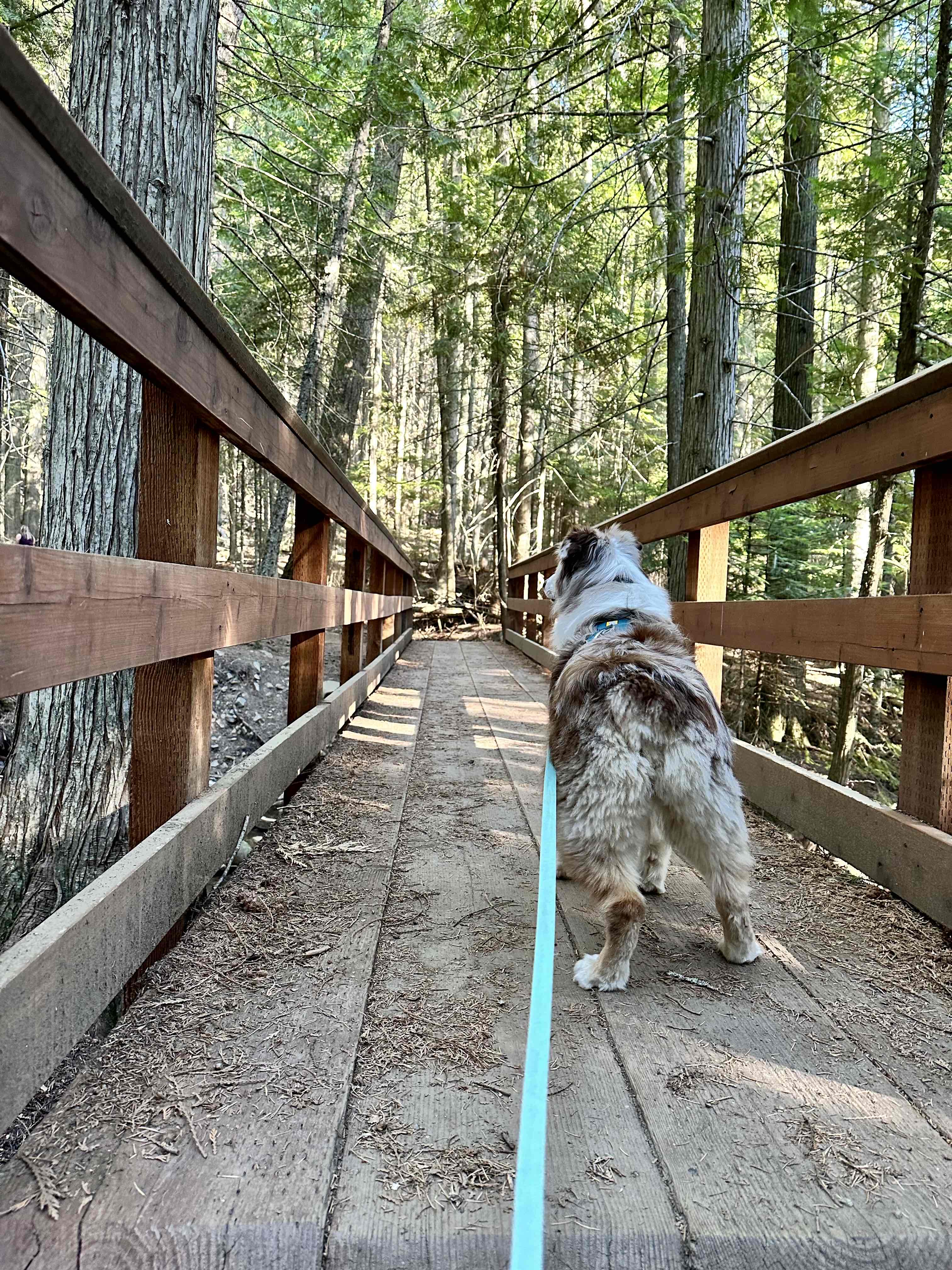 Copper Falls Trail