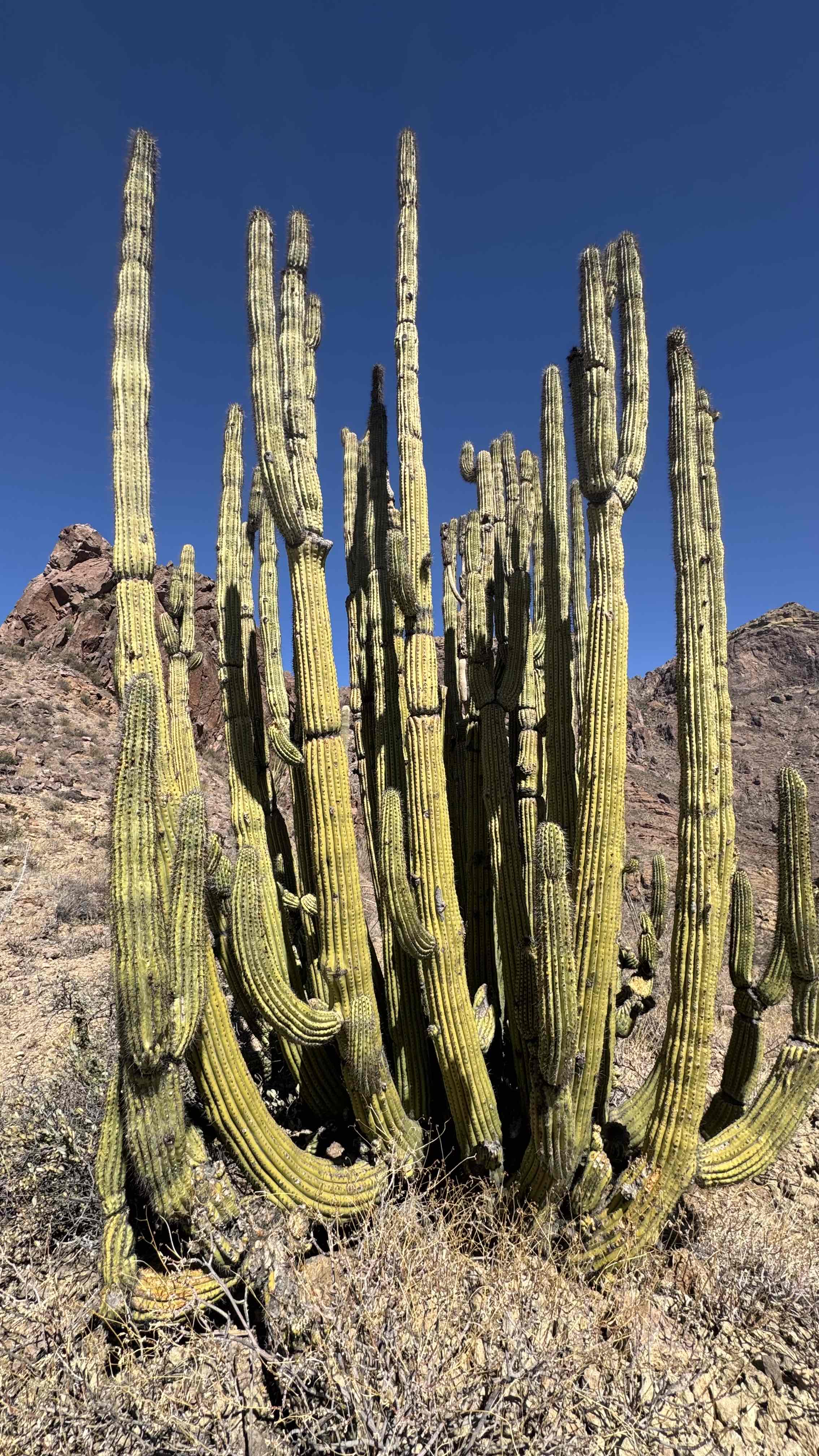 Ajo Mountain Drive