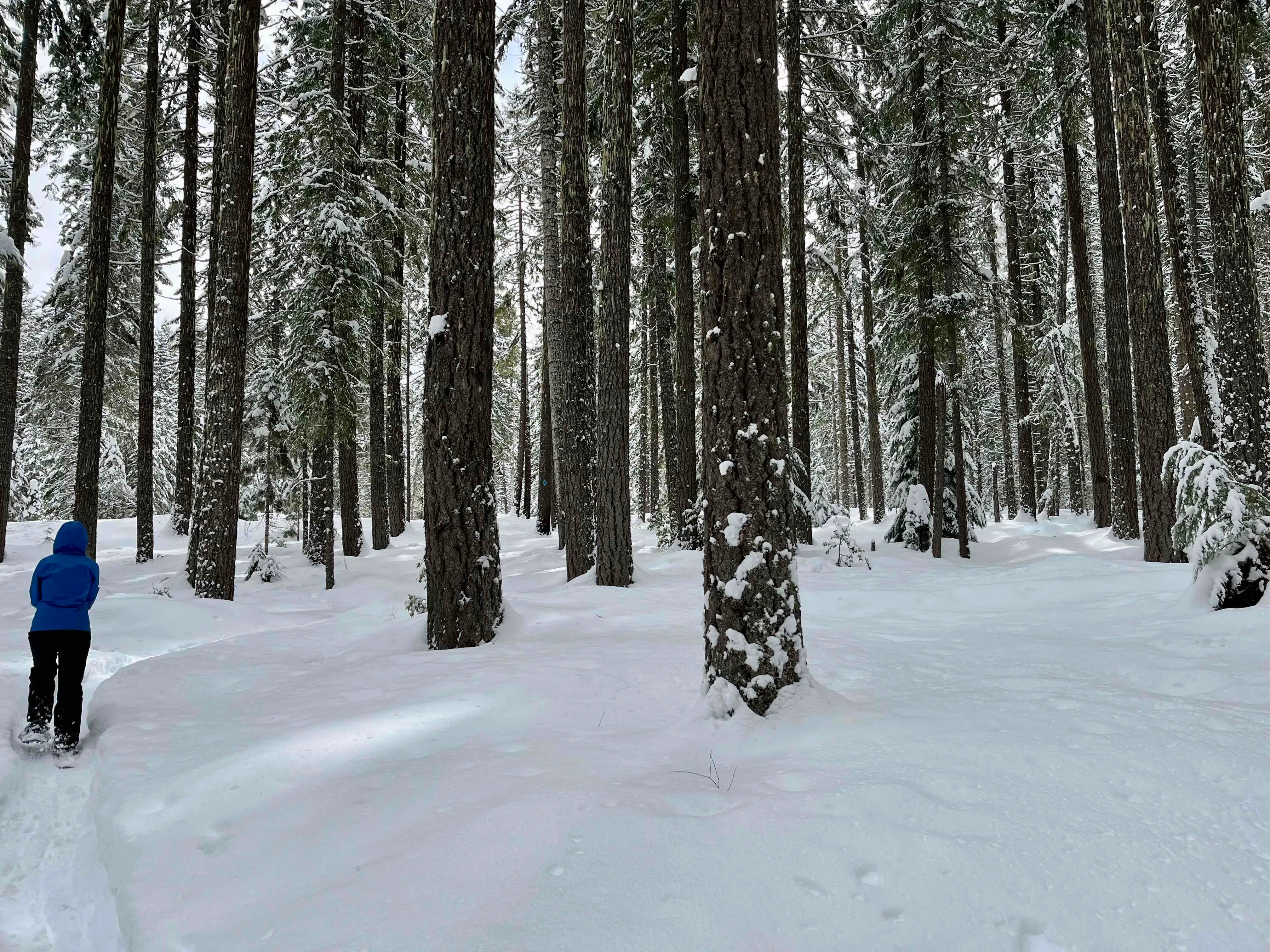 Isaac Nickerson Loop Trail