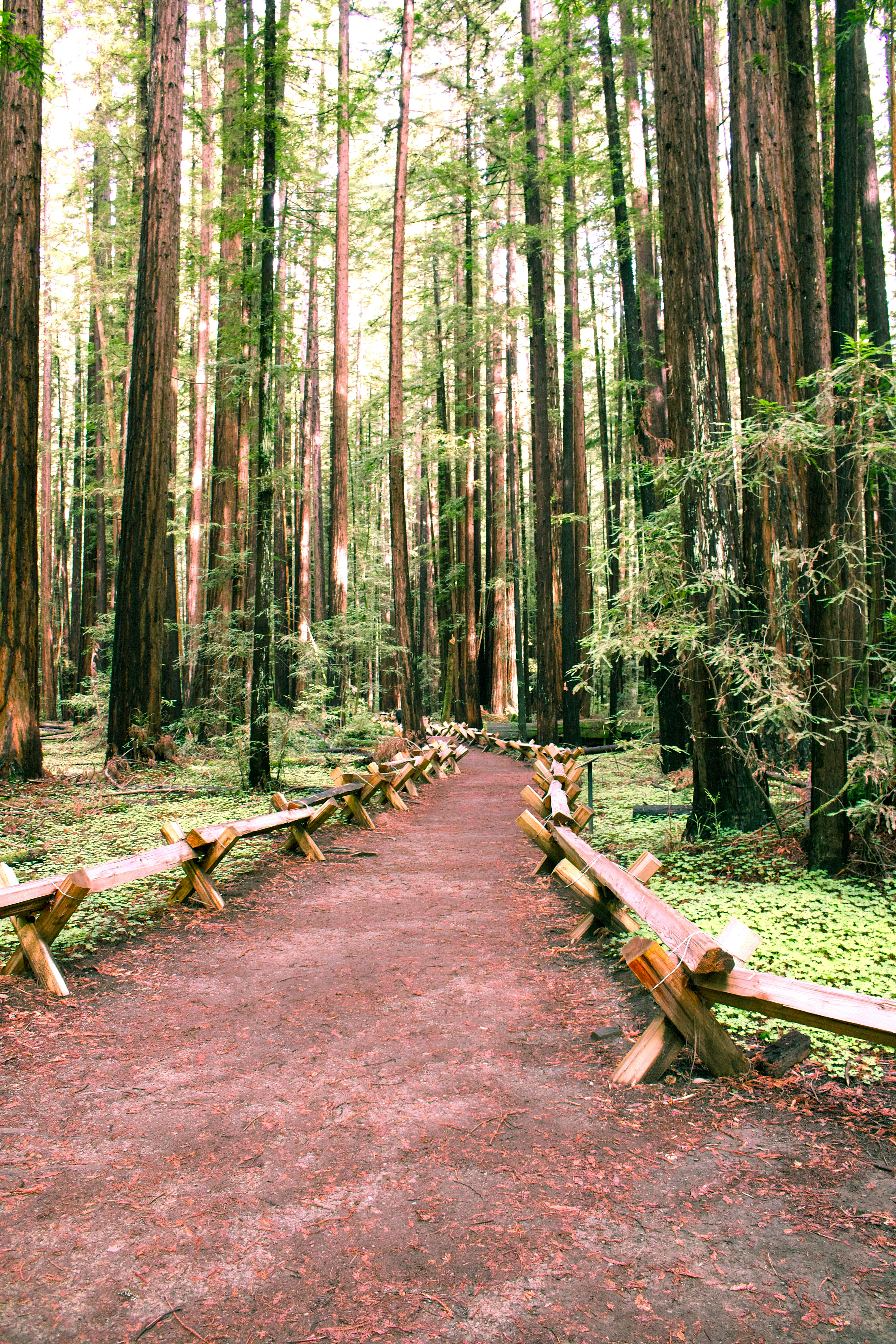 Armstrong Redwoods Grove Loop
