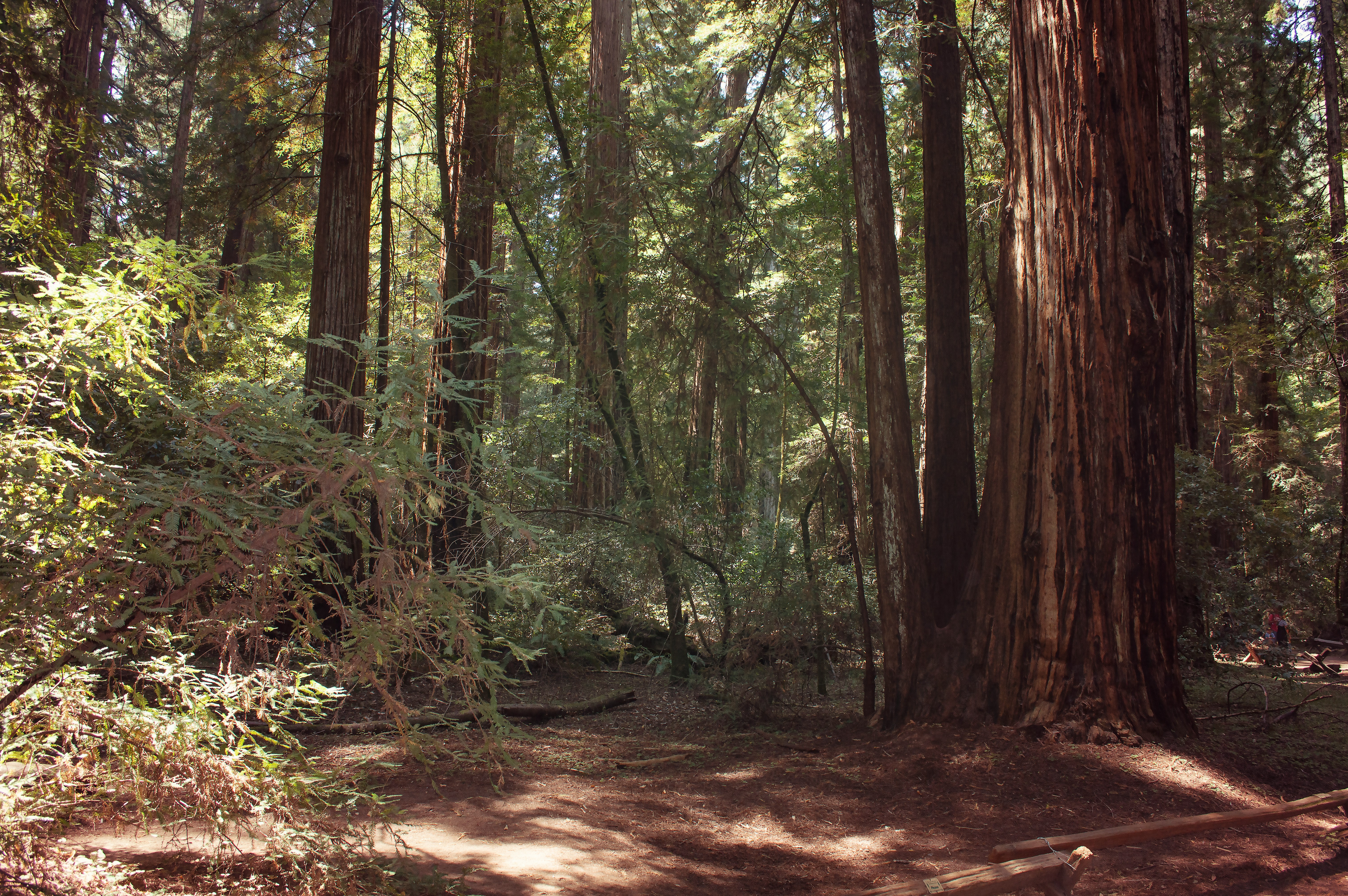 Pioneer Nature Trail