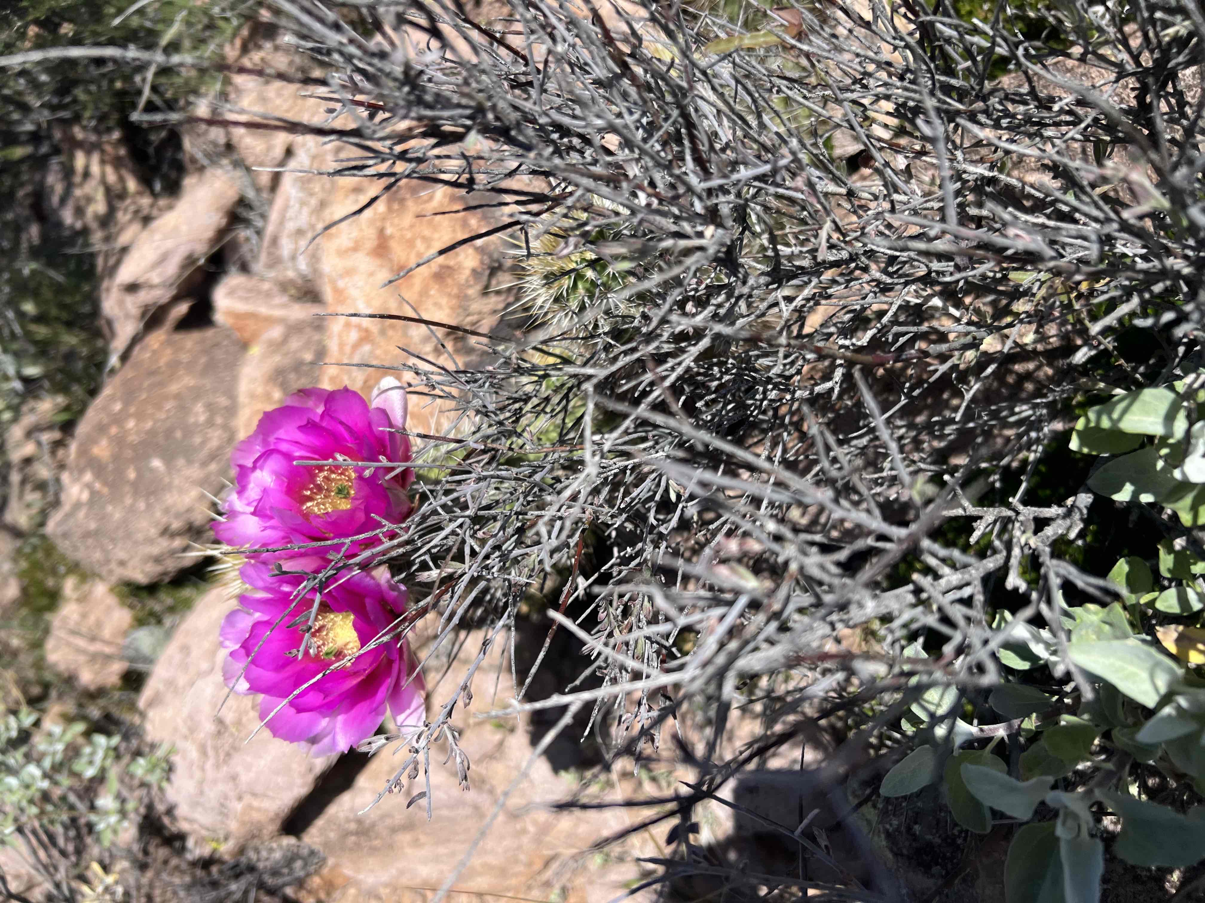 Boulder Canyon Trail