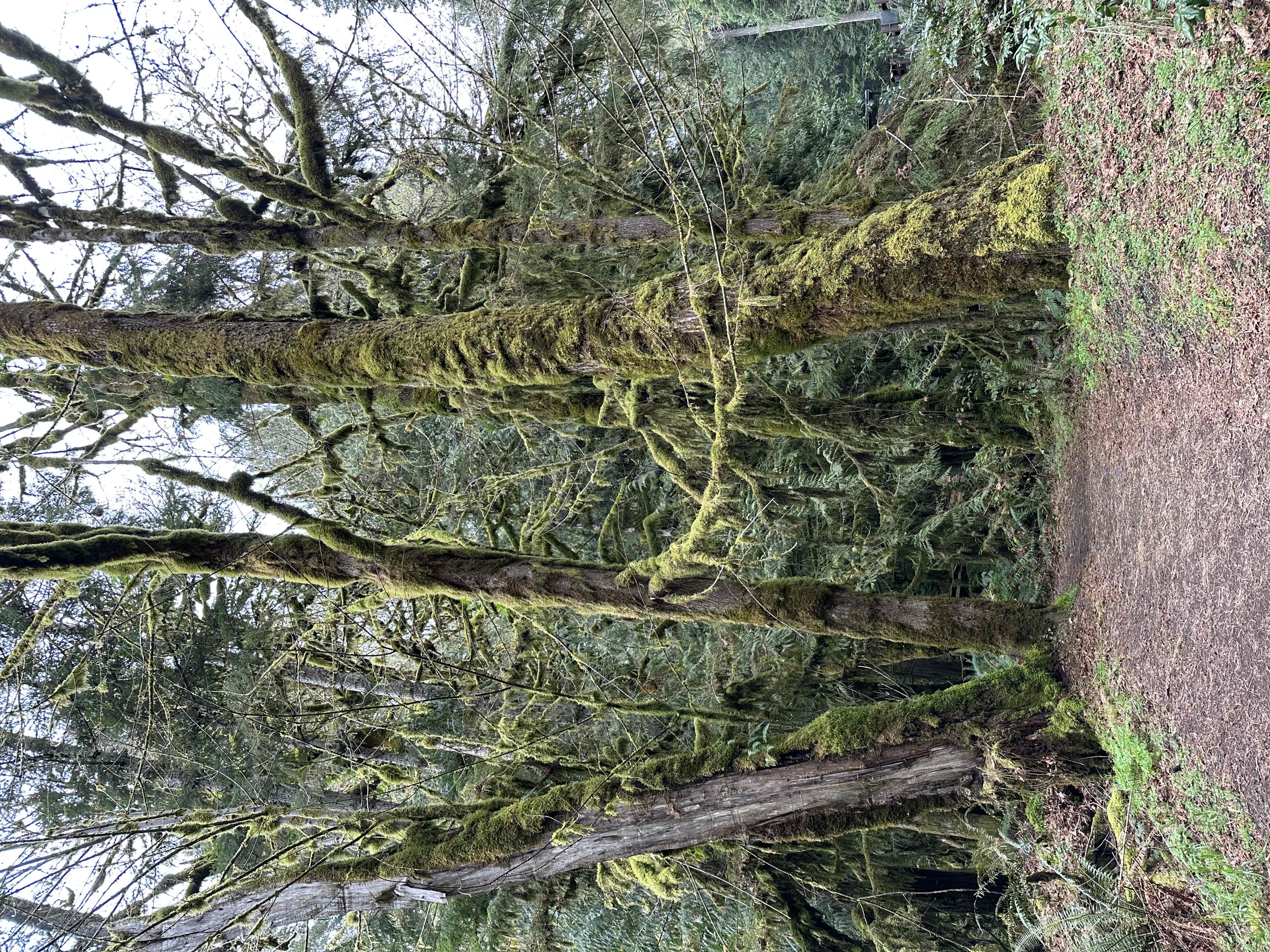 Marymere Falls