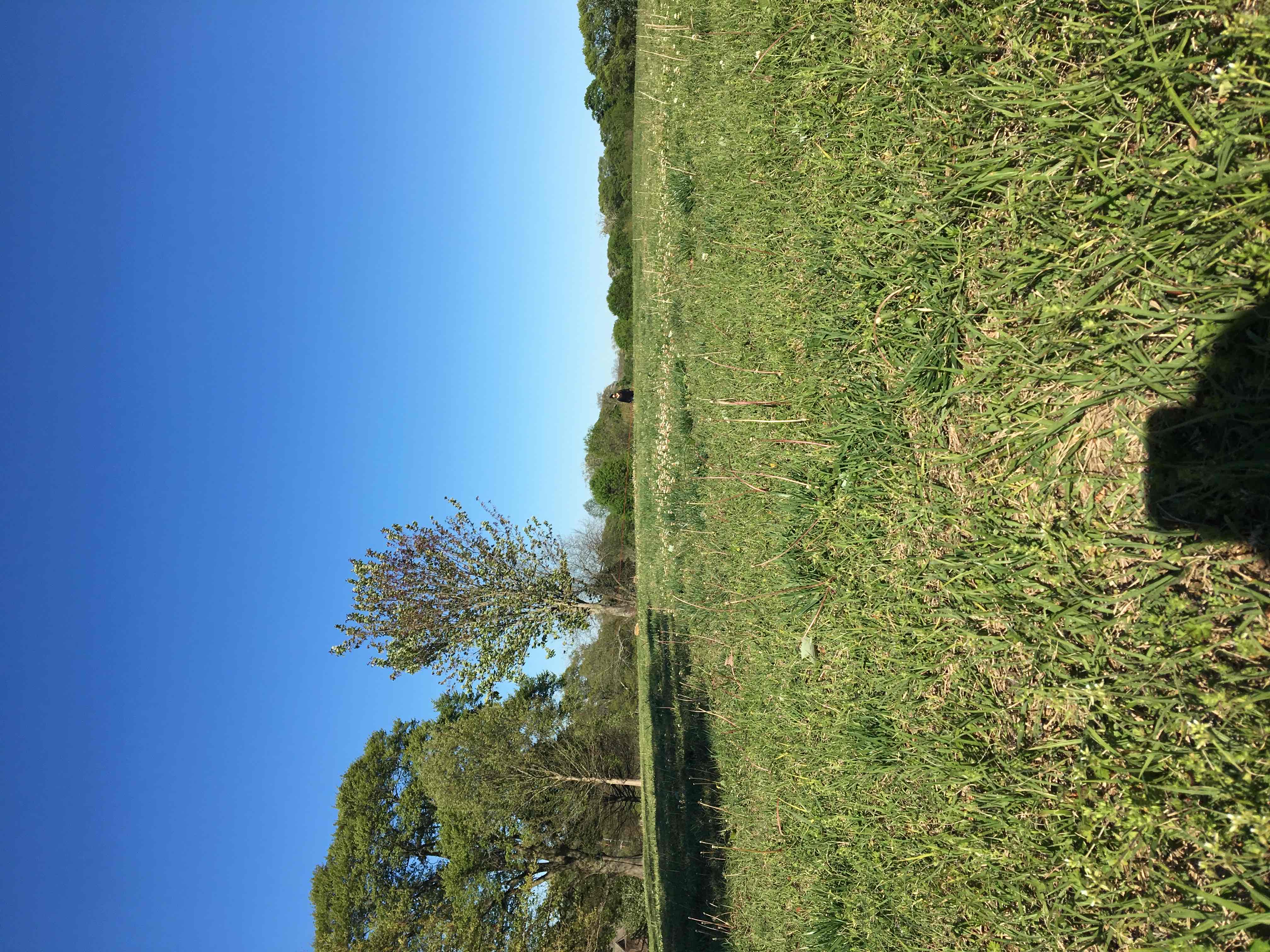 Carter Center, Freedom Park, Olmsted Linear Parks