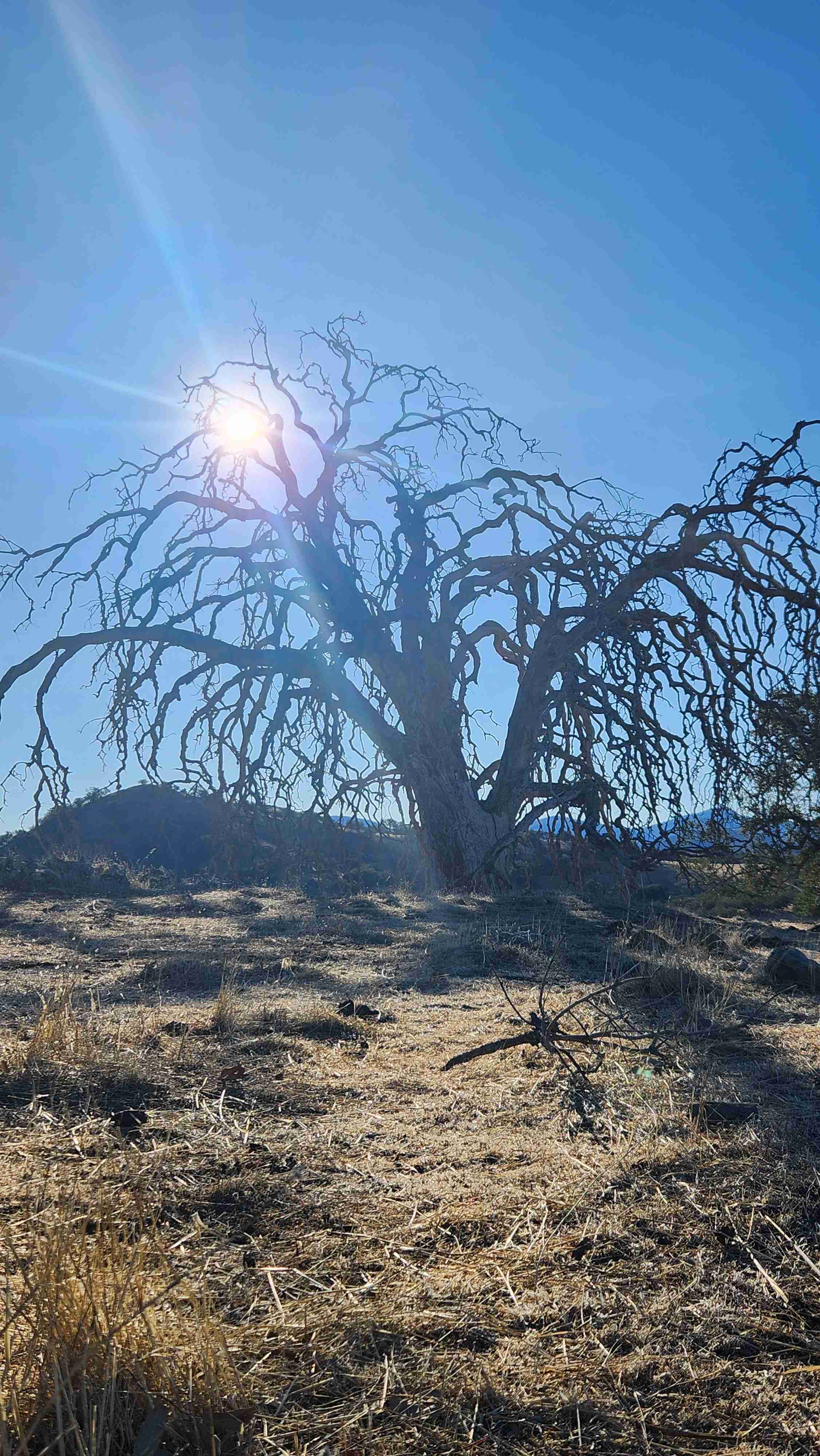 Upper Santa Ysabel Creek Trail