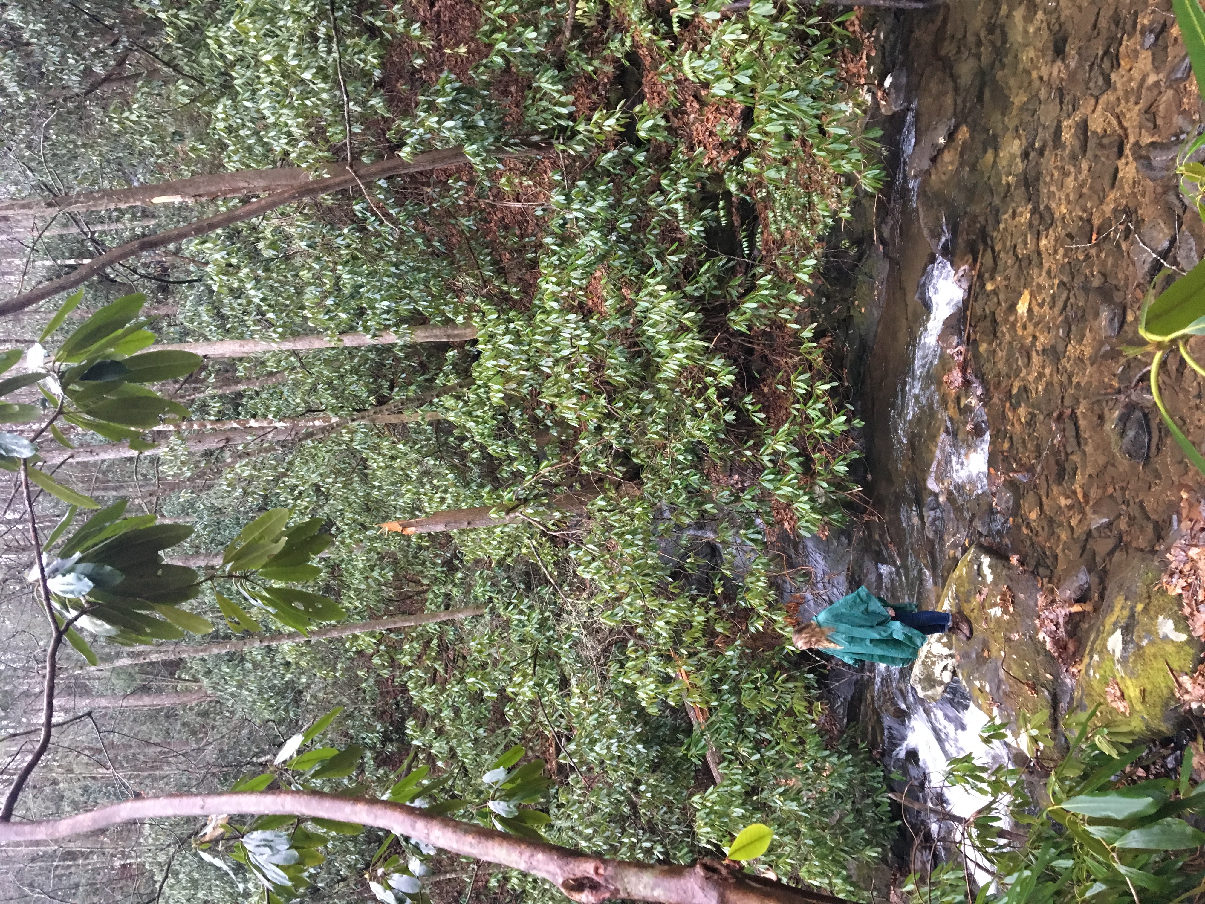 Hemlock Falls Trail