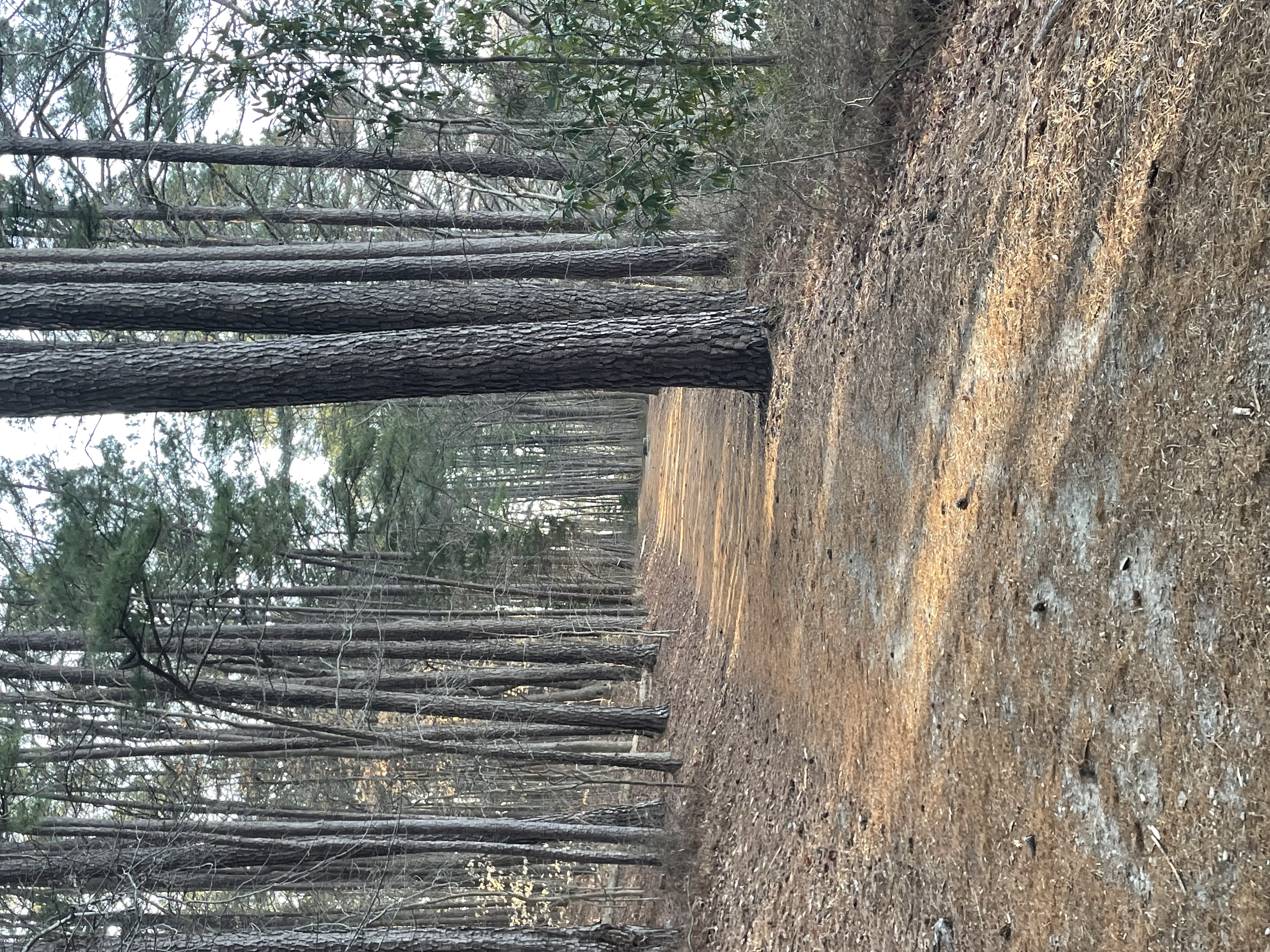 Lake Johnson Trail