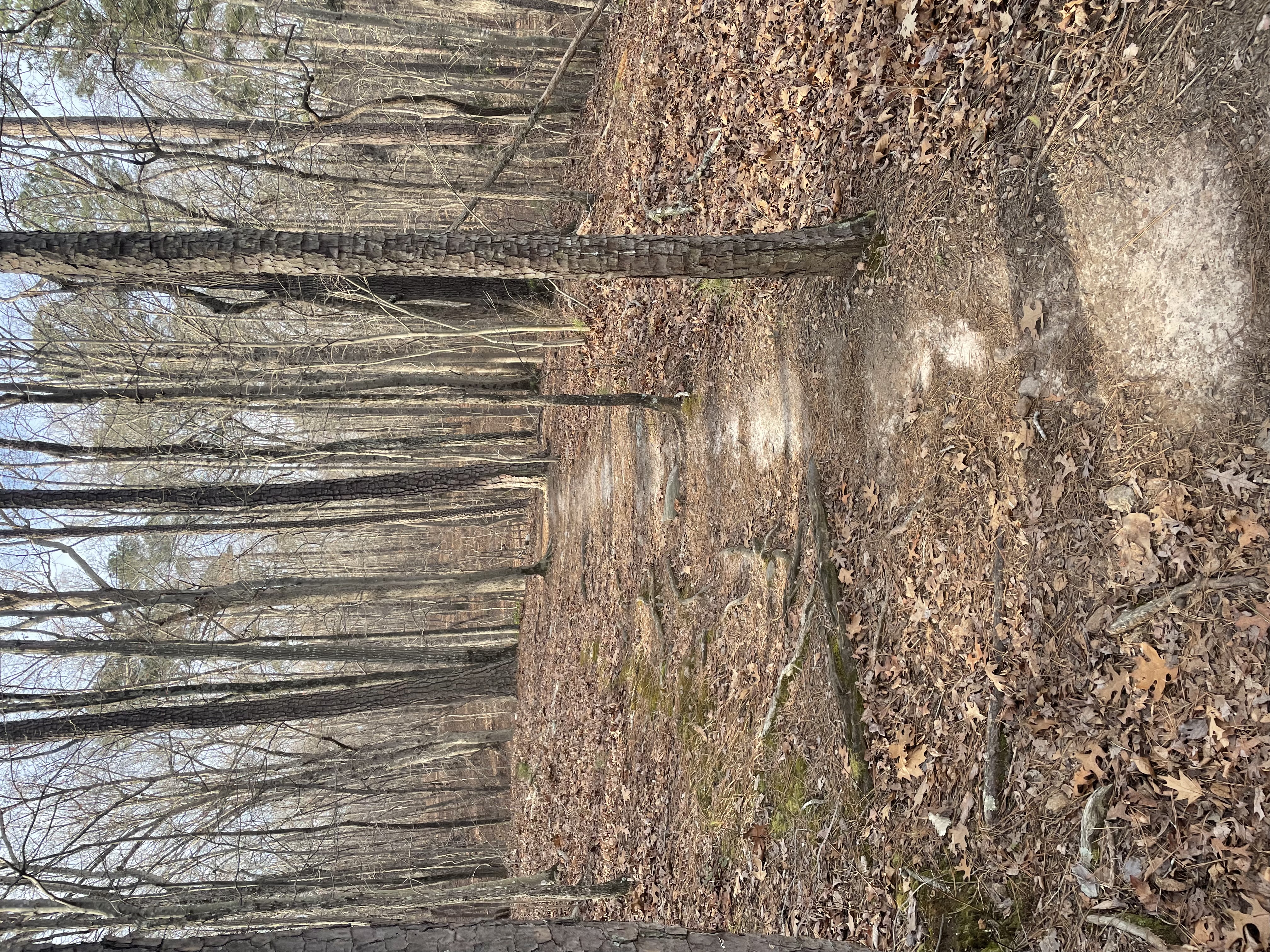 Lake Johnson Trail