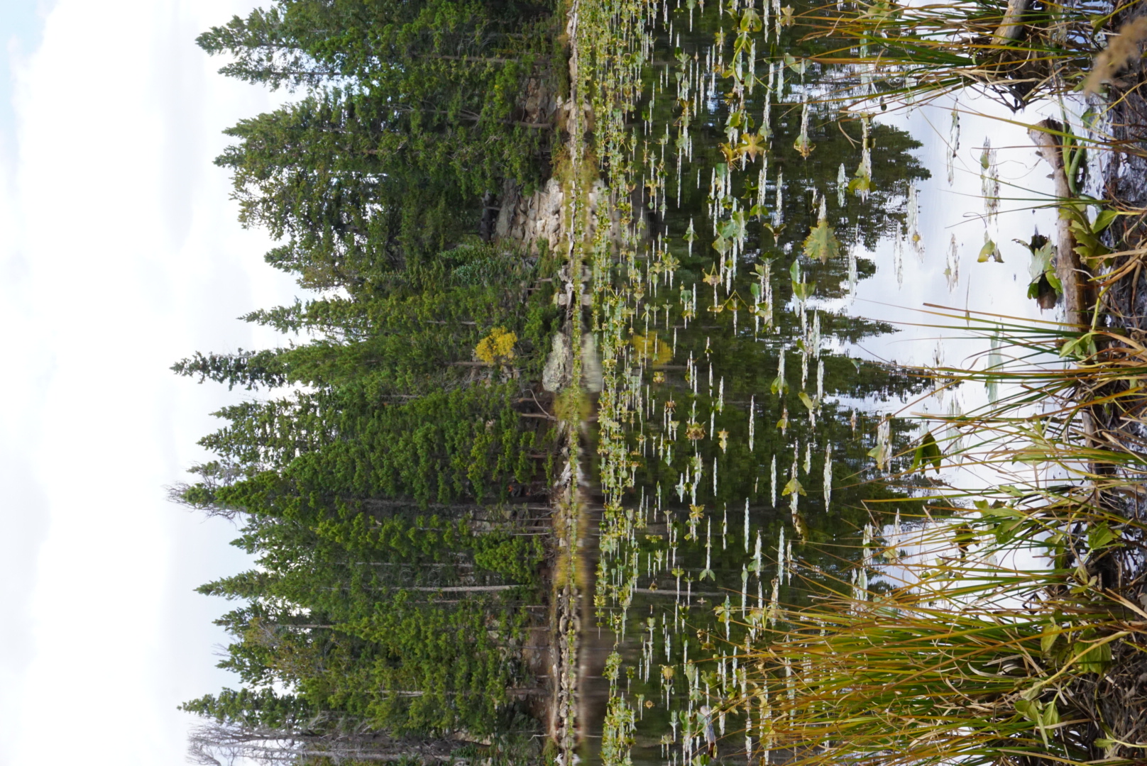 Nymph Lake via Bear Lake Trailhead