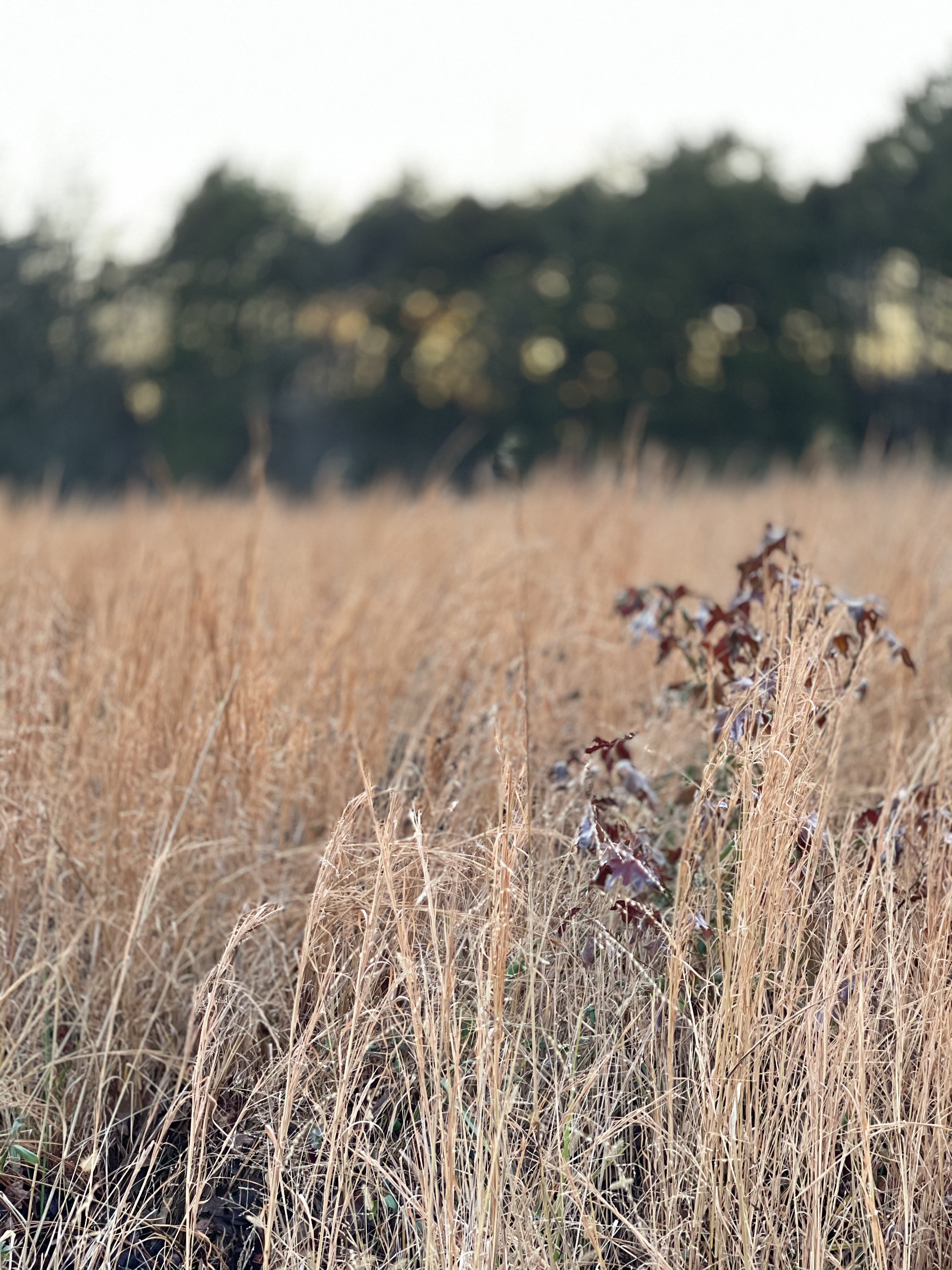 Explore Stones River National Battlefield