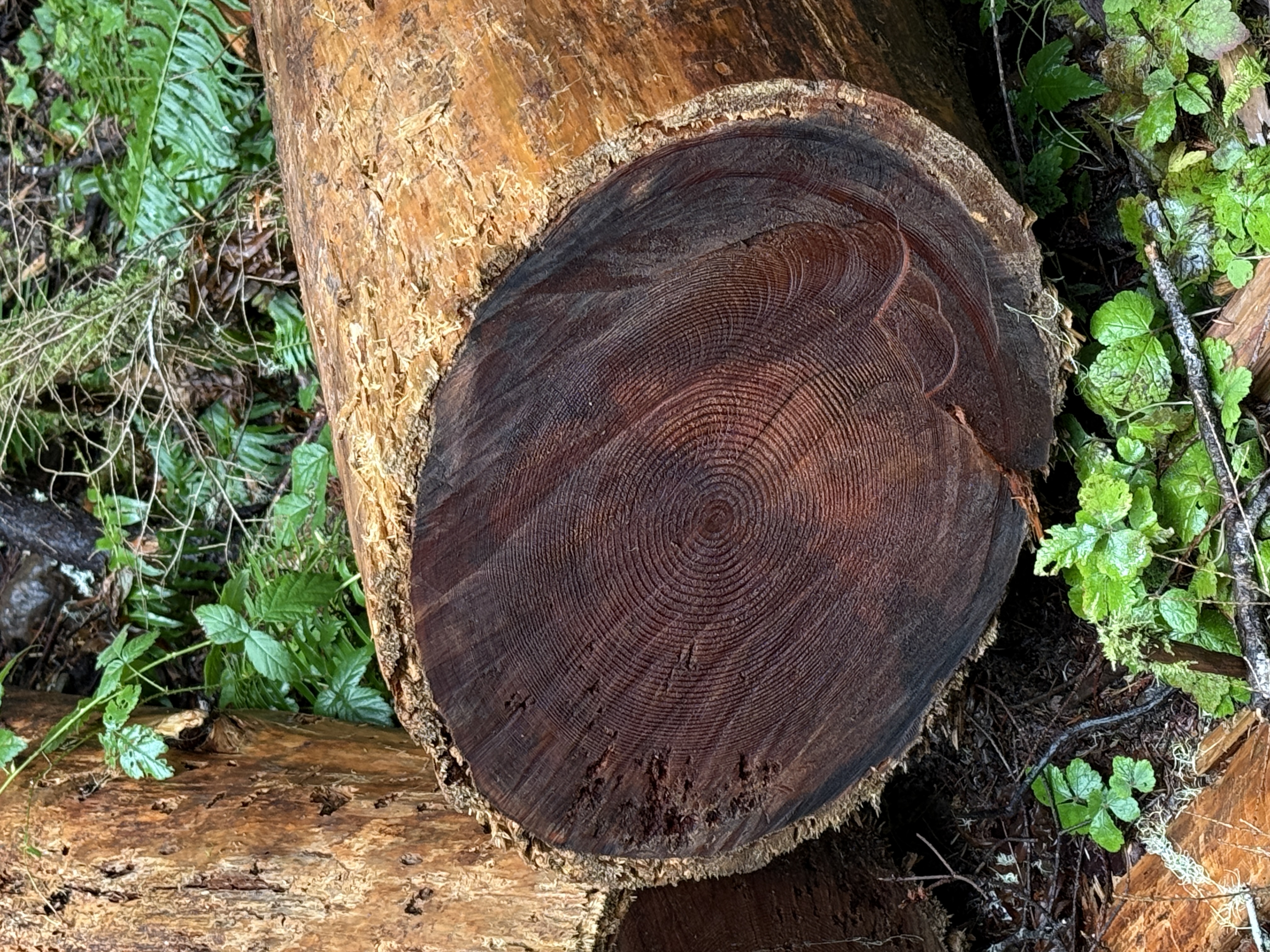 Lena Lake