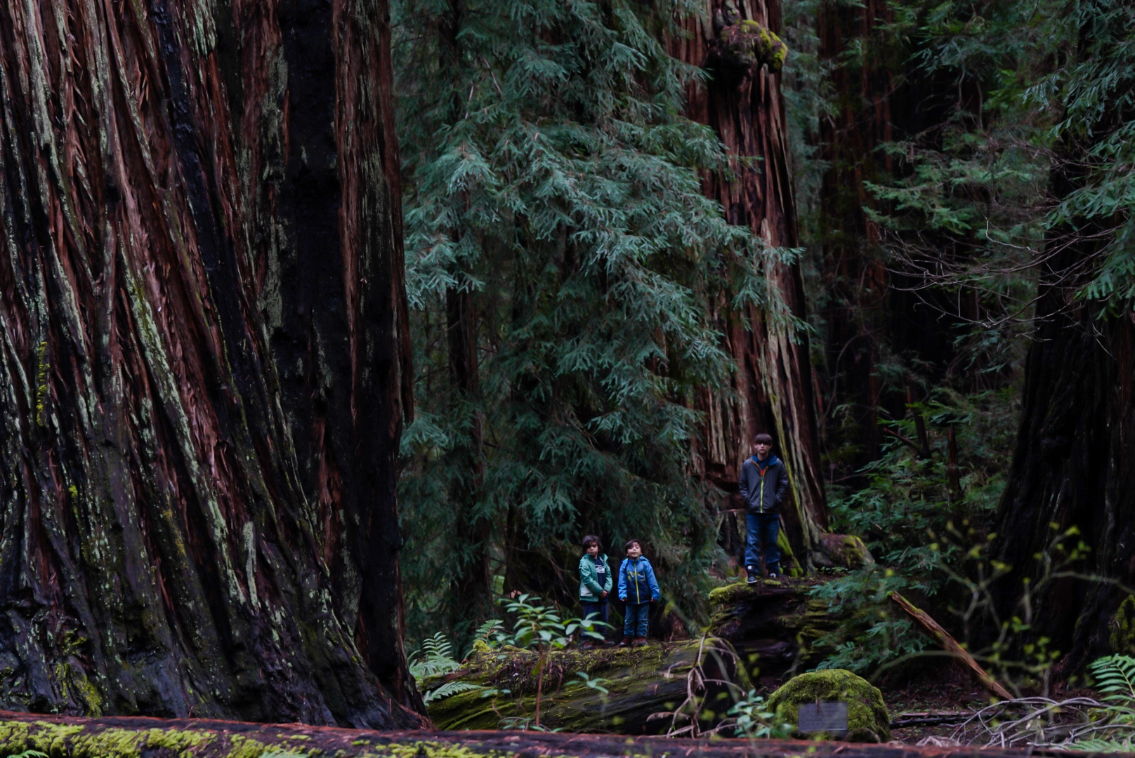 Avenue of the Giants