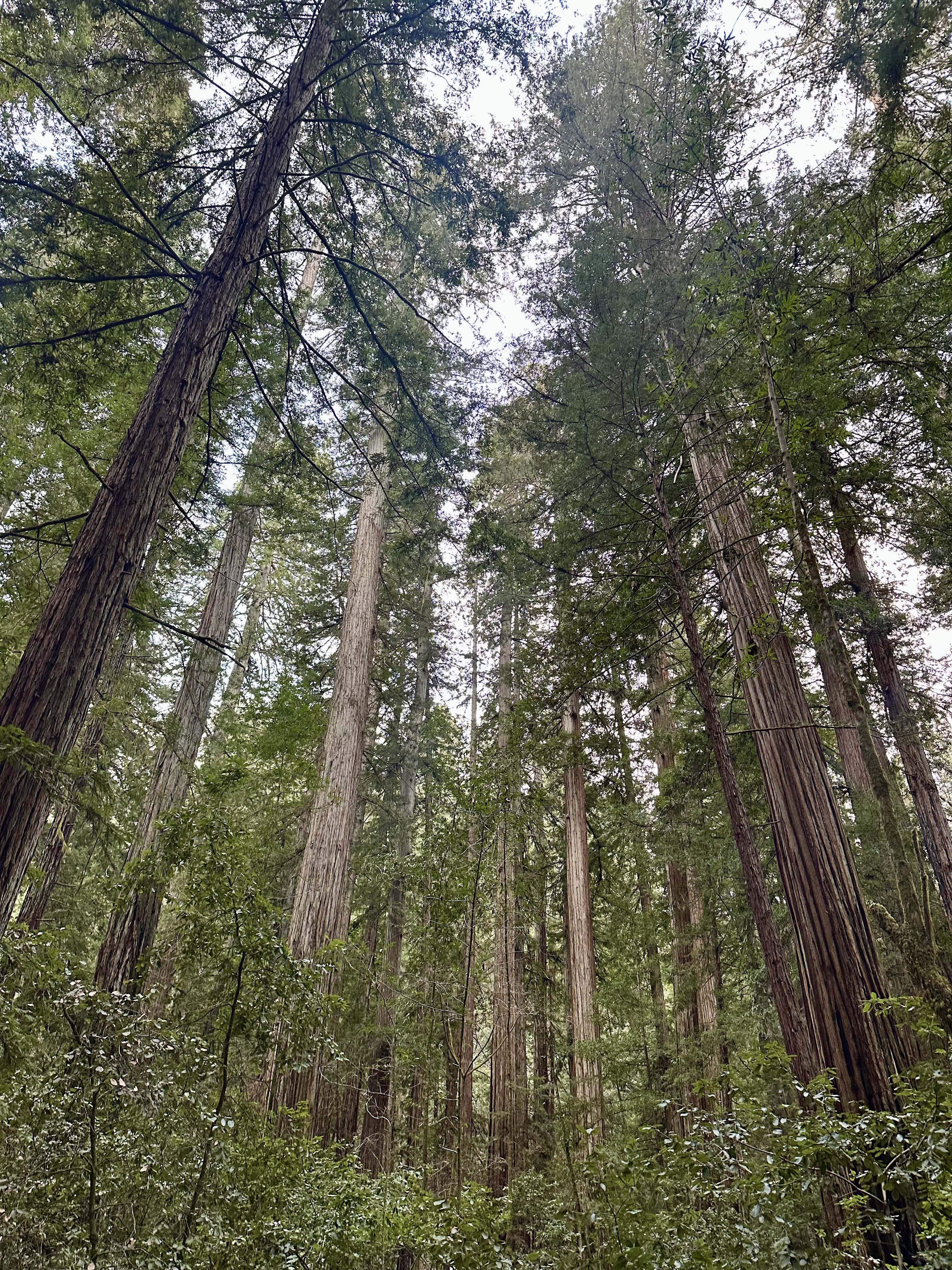 Armstrong Redwoods Grove Loop