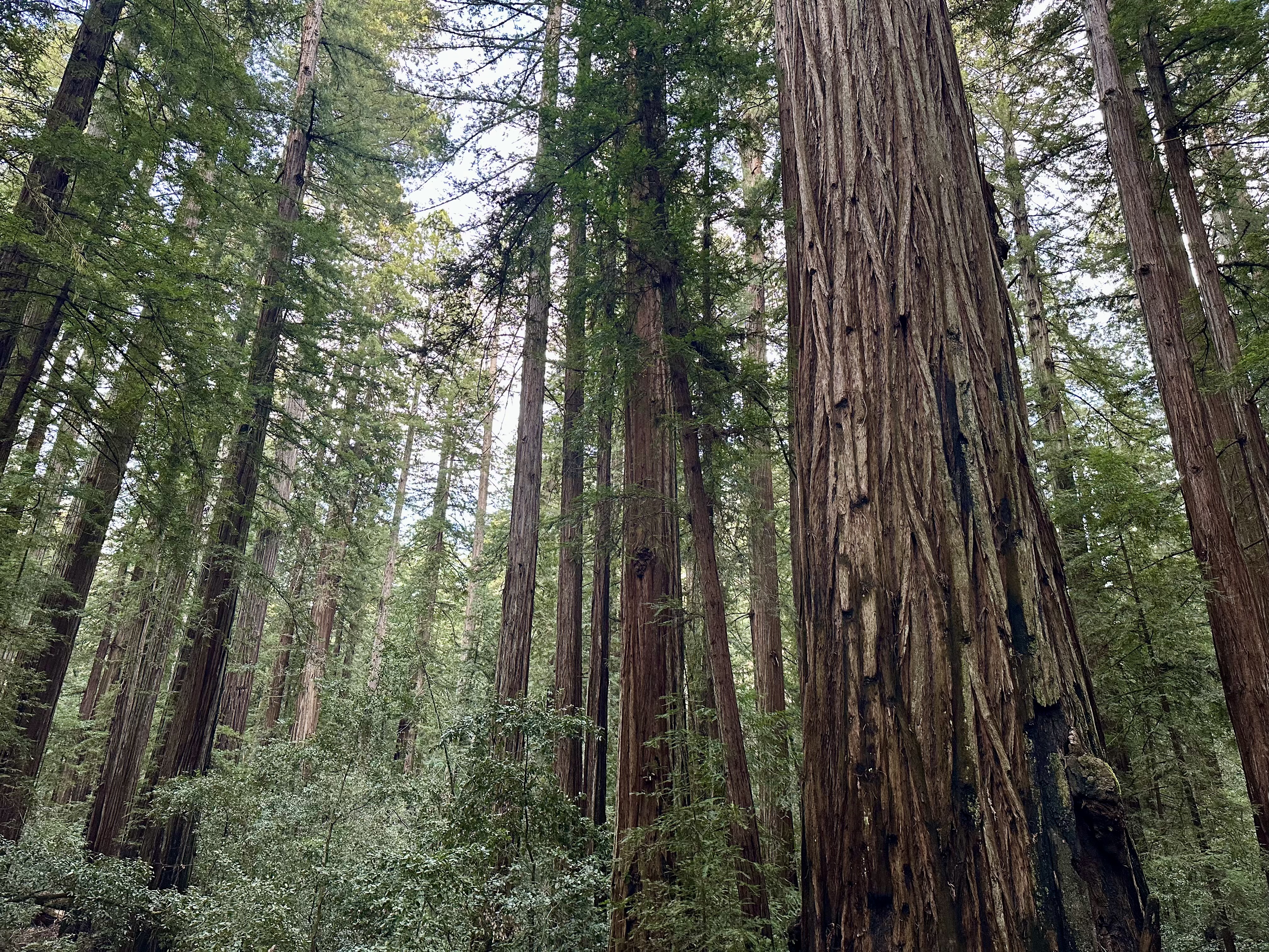 Armstrong Redwoods Grove Loop
