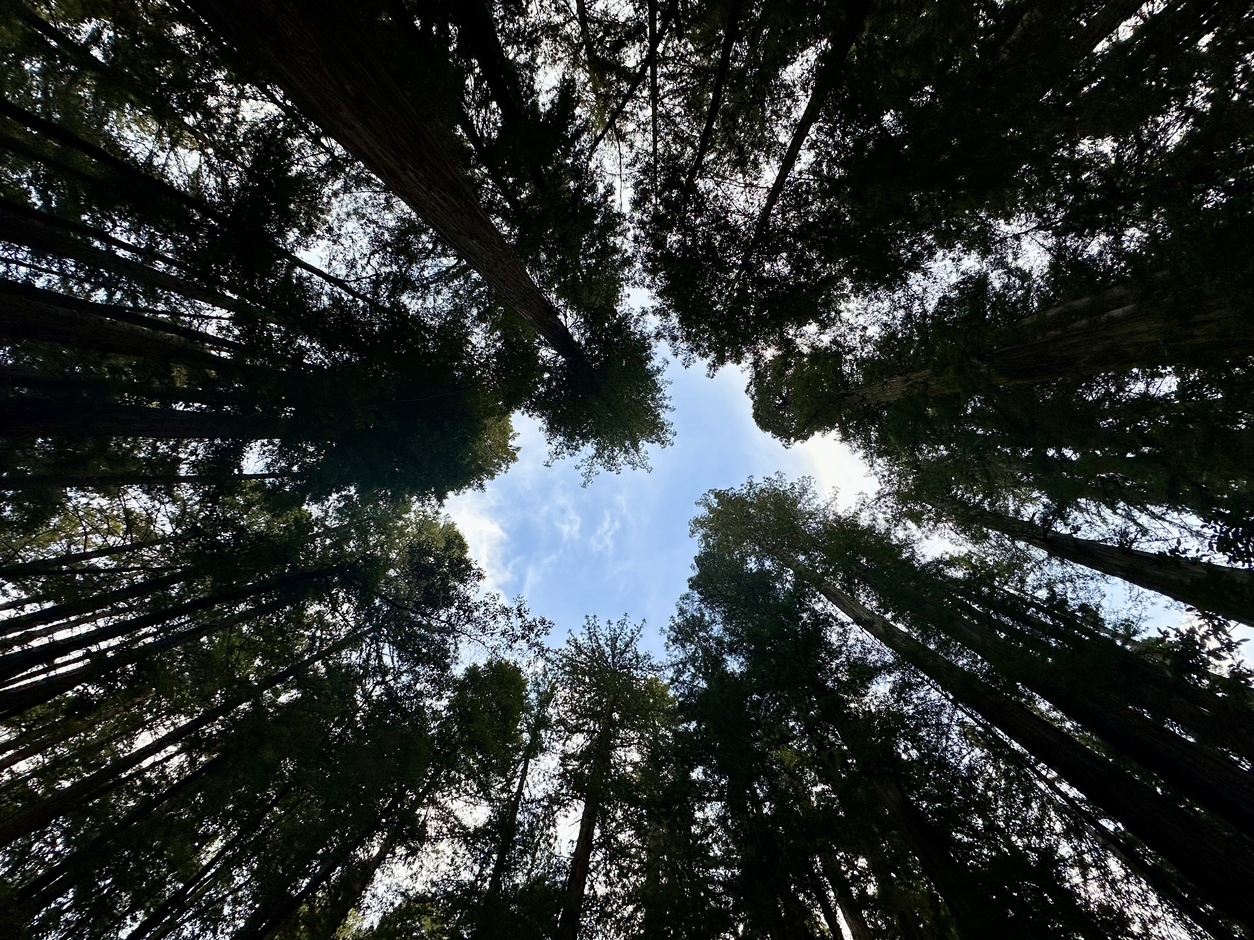 Armstrong Redwoods Grove Loop