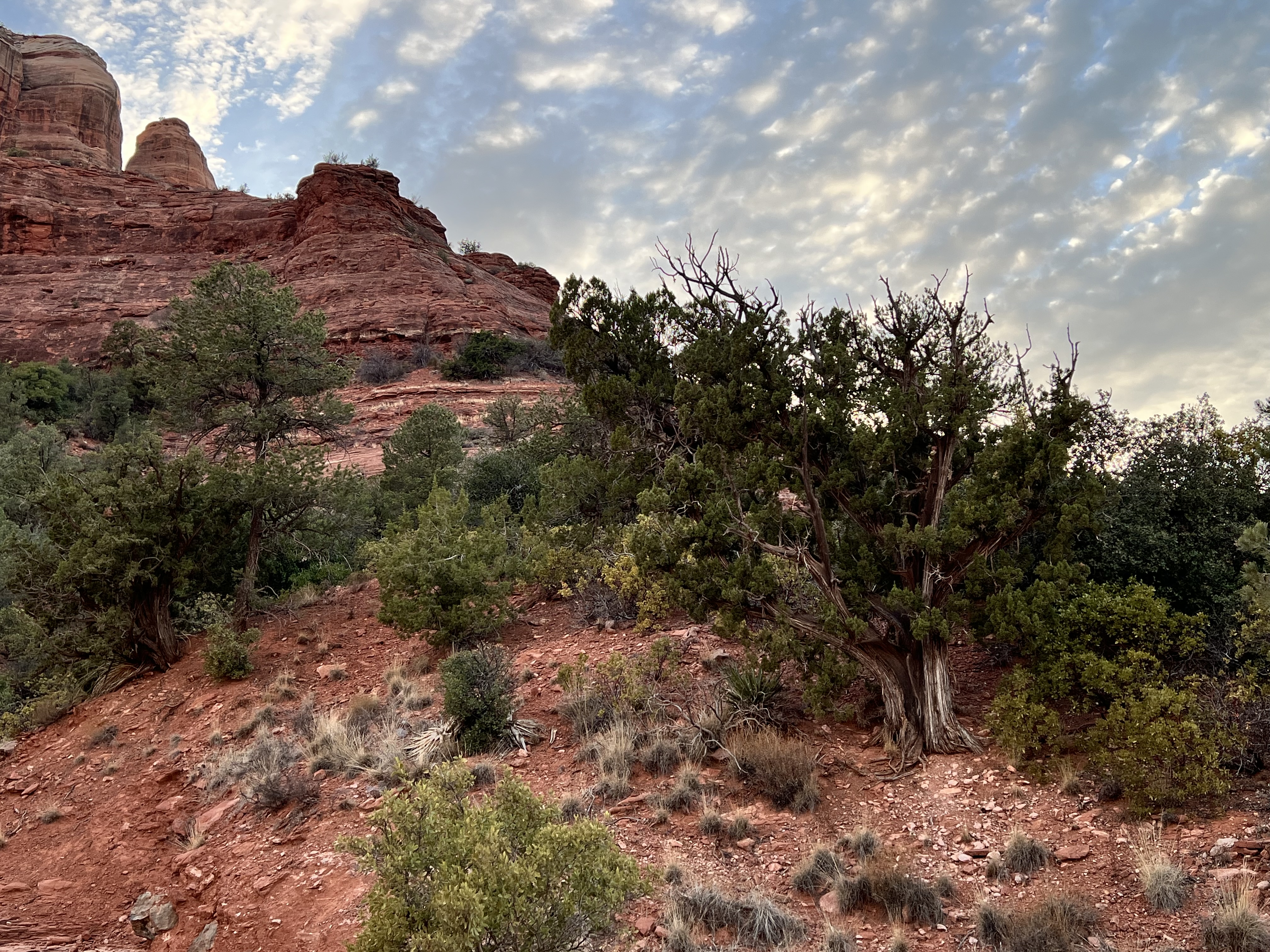 Cathedral Rock