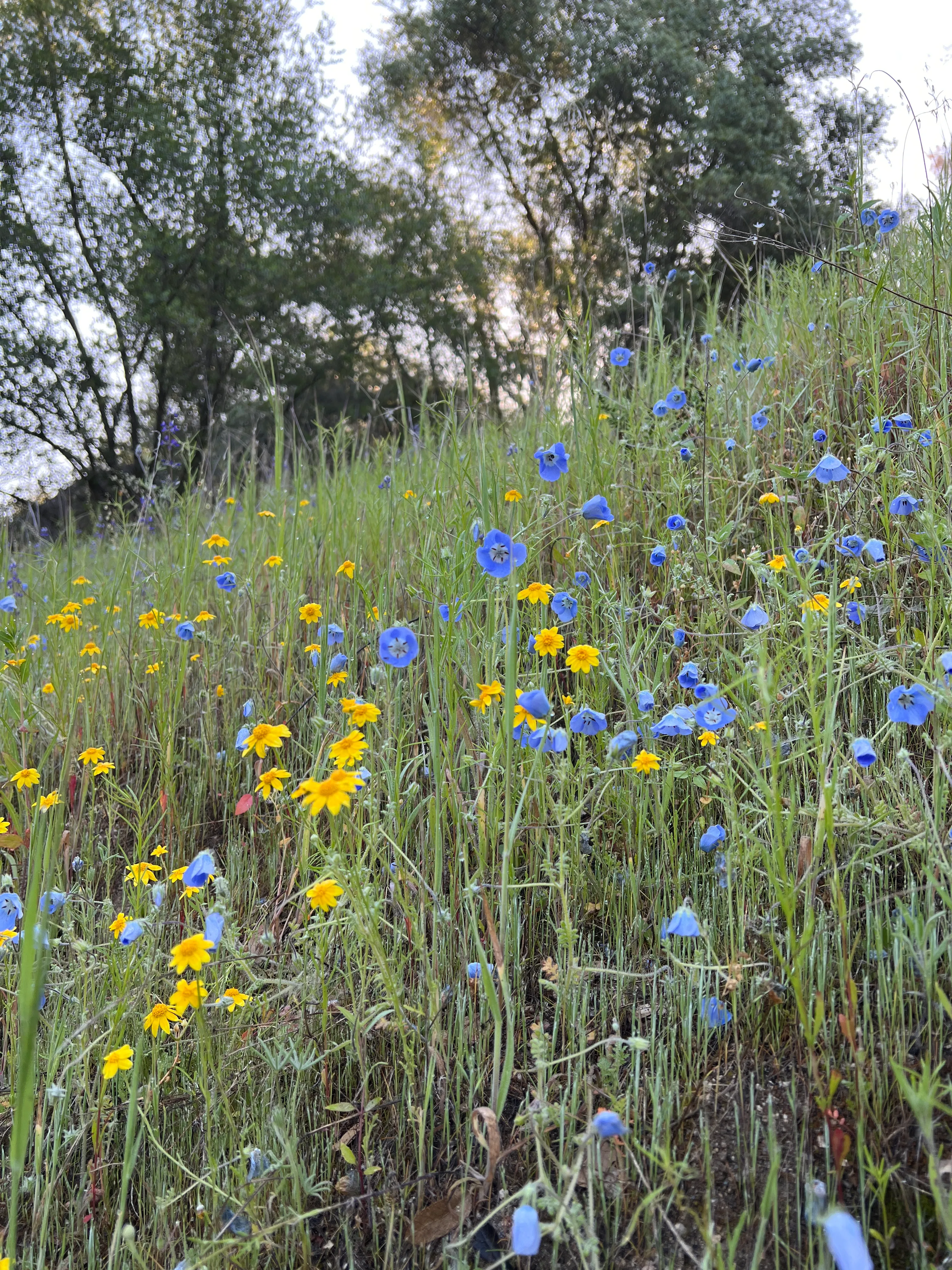 San Joaquin River Gorge Trail