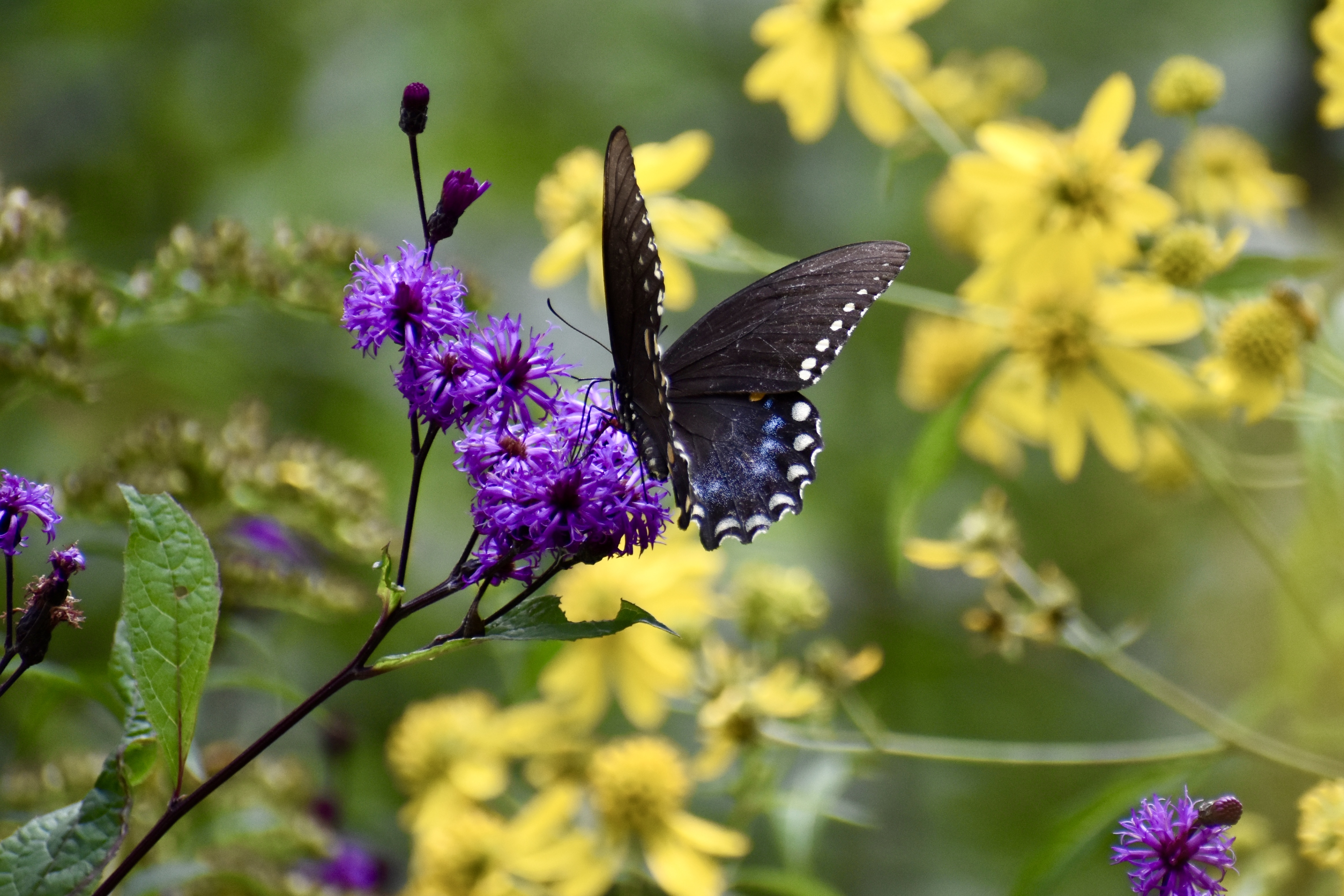 Explore Raccoon Creek's Wildflower Reserve