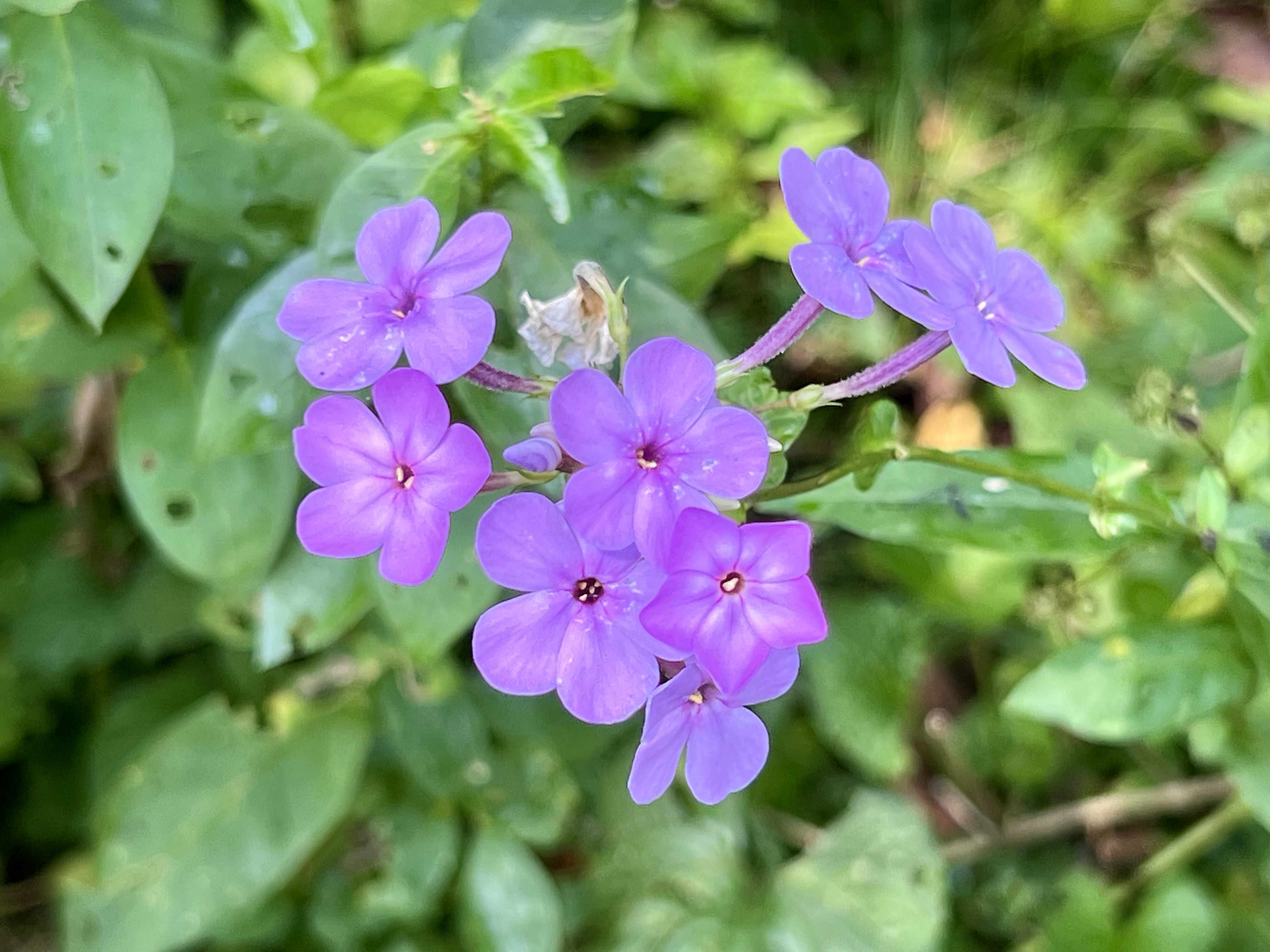 Explore Raccoon Creek's Wildflower Reserve