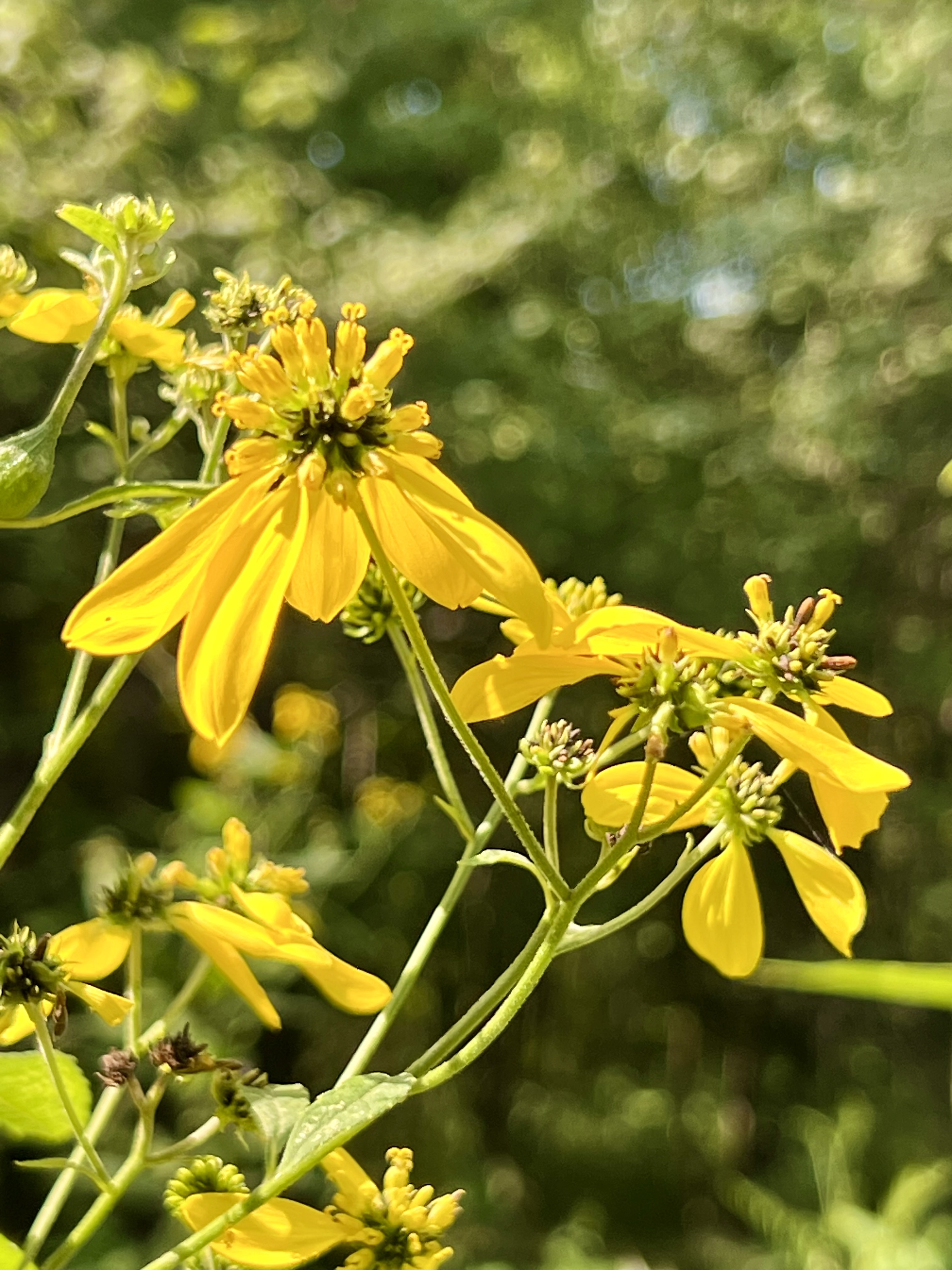 Explore Raccoon Creek's Wildflower Reserve