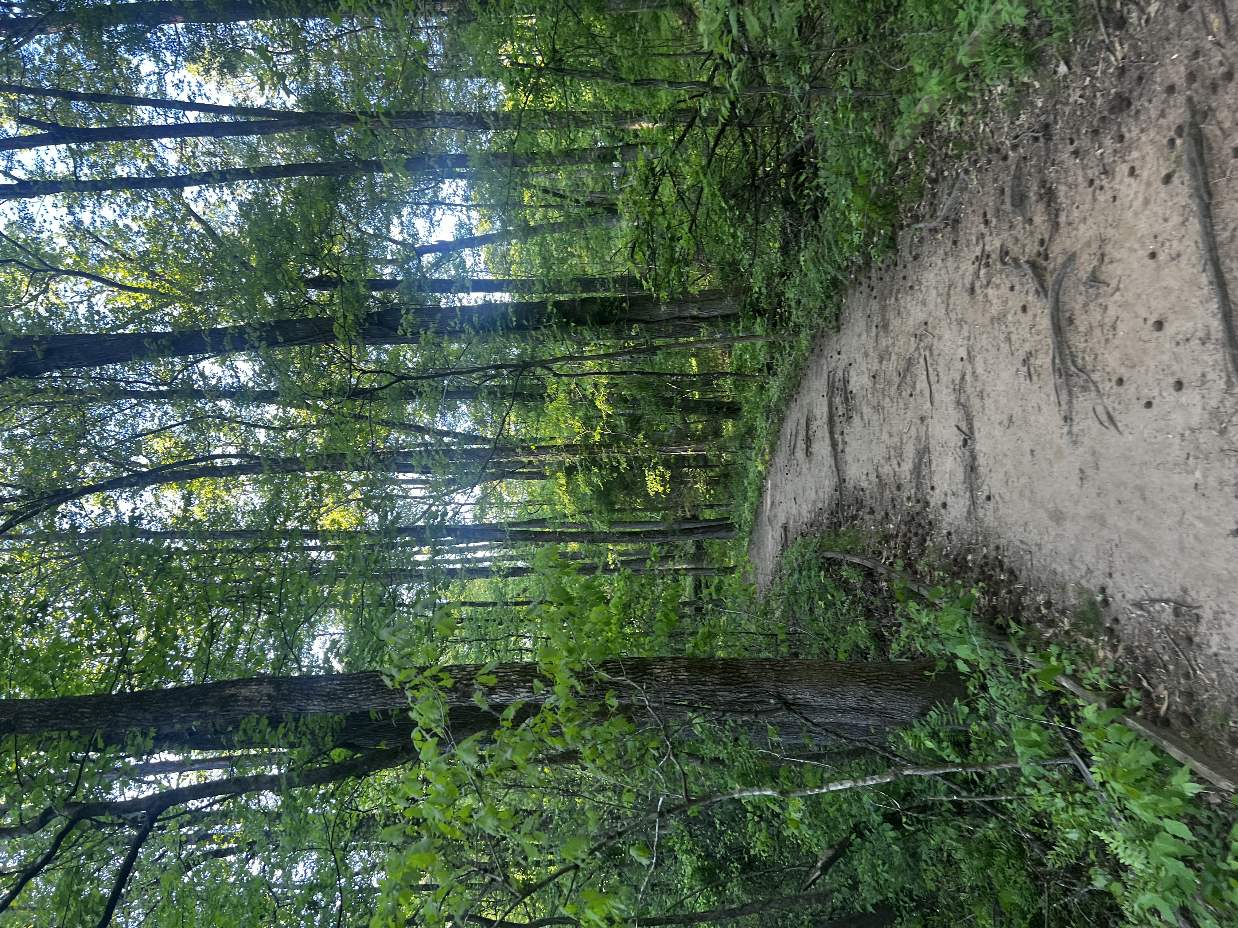 Reynolds Nature Preserve Trail