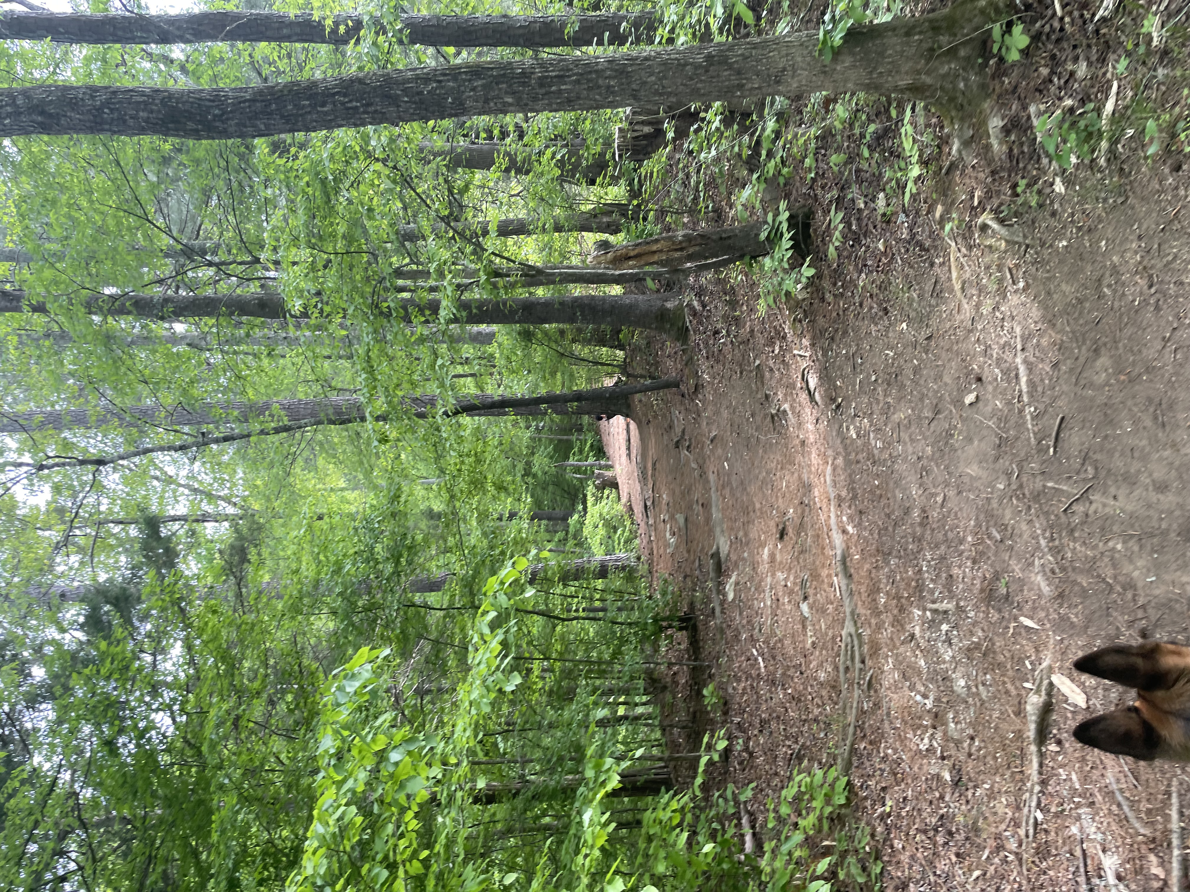 Cabe Lands Trail and Eno Quarry Loop