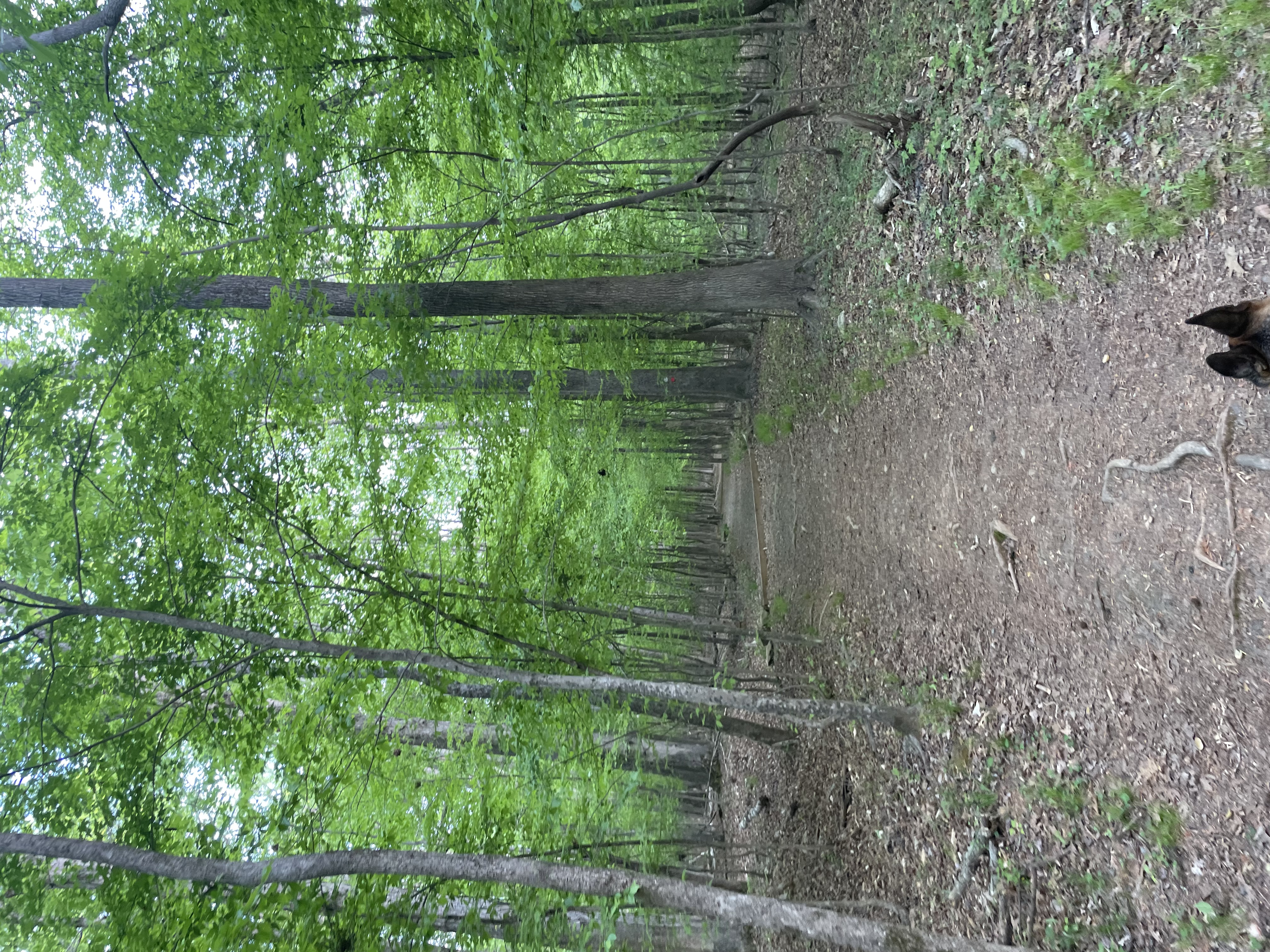 Cabe Lands Trail and Eno Quarry Loop