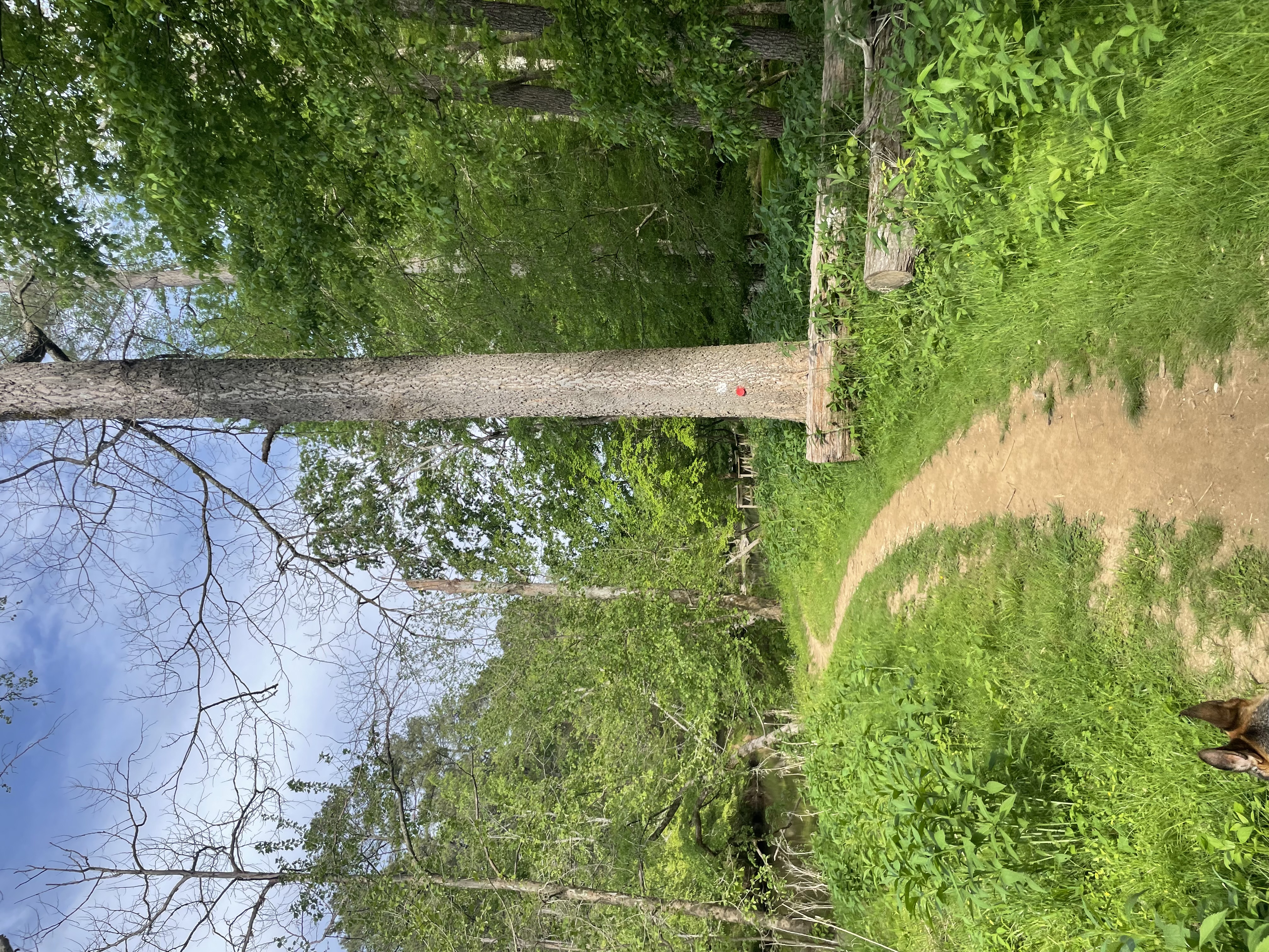 Cabe Lands Trail and Eno Quarry Loop