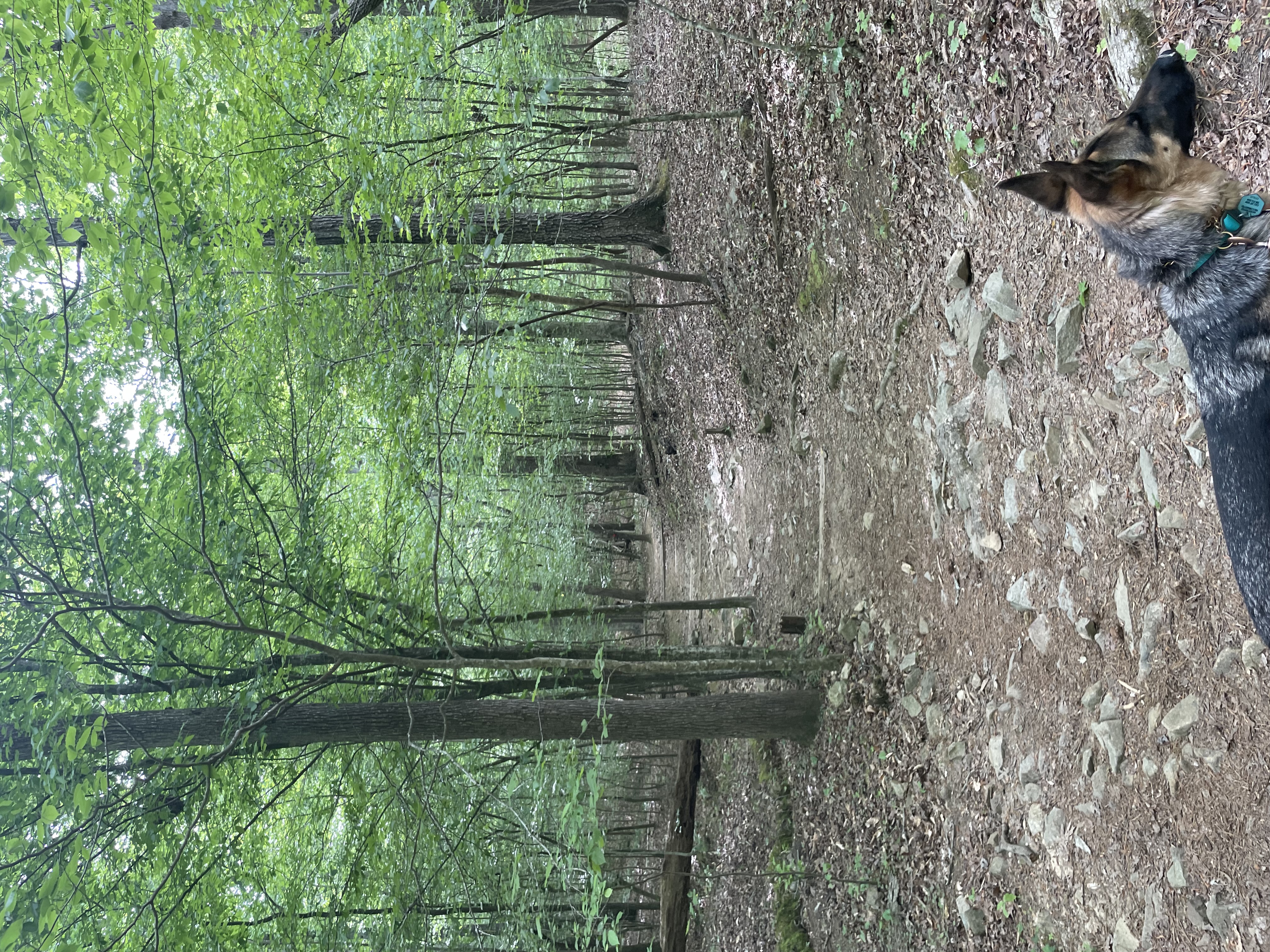 Cabe Lands Trail and Eno Quarry Loop