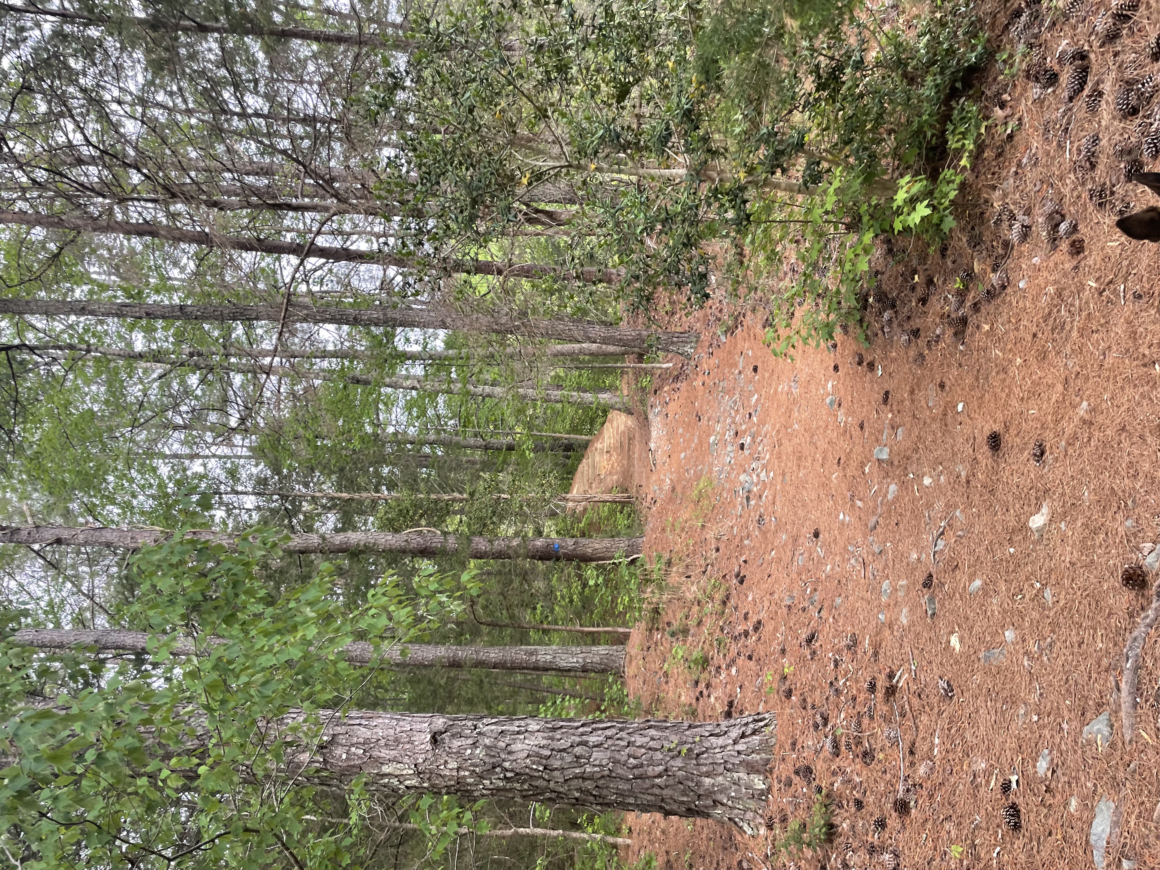 Cabe Lands Trail and Eno Quarry Loop
