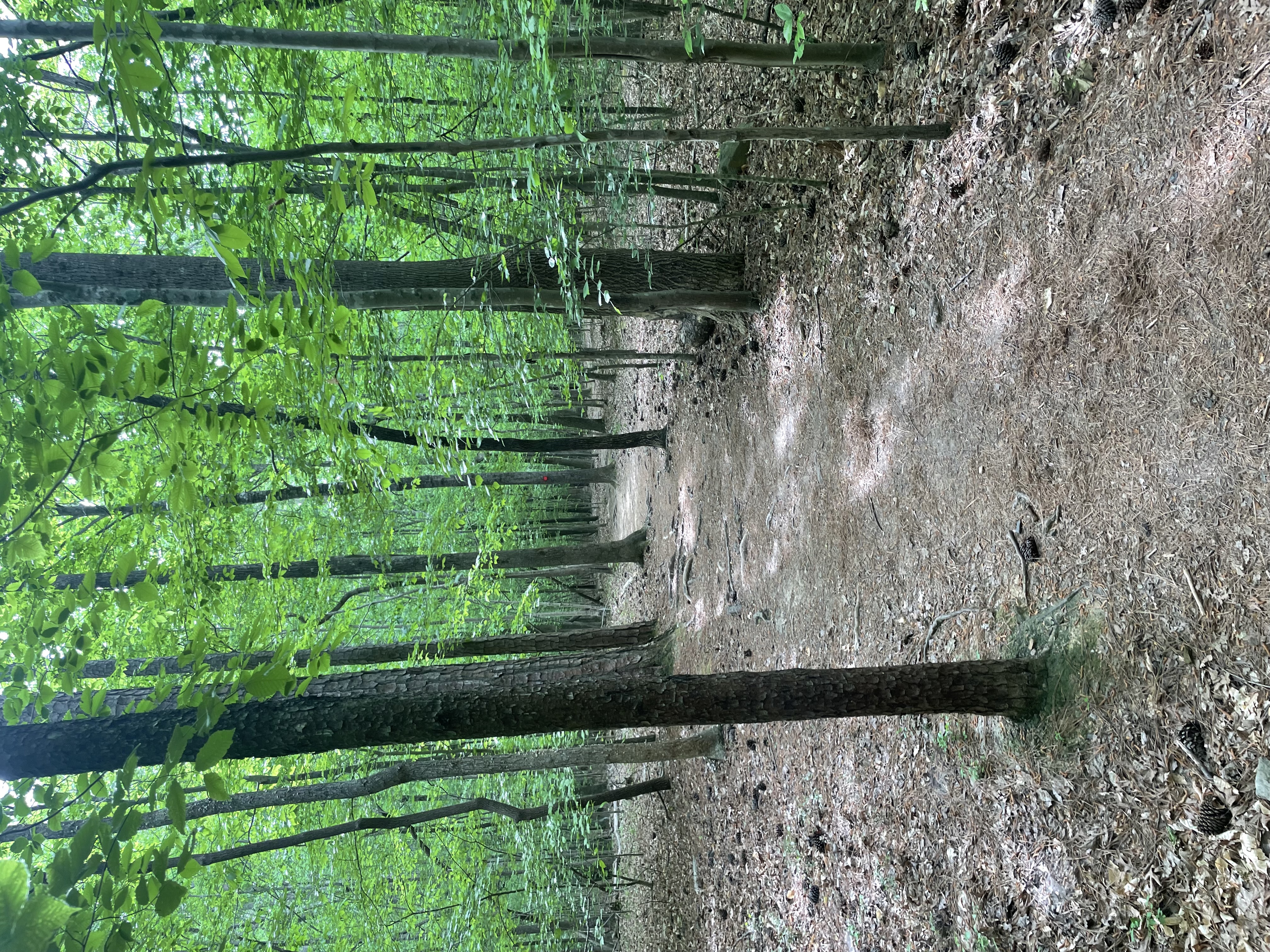 Cabe Lands Trail and Eno Quarry Loop