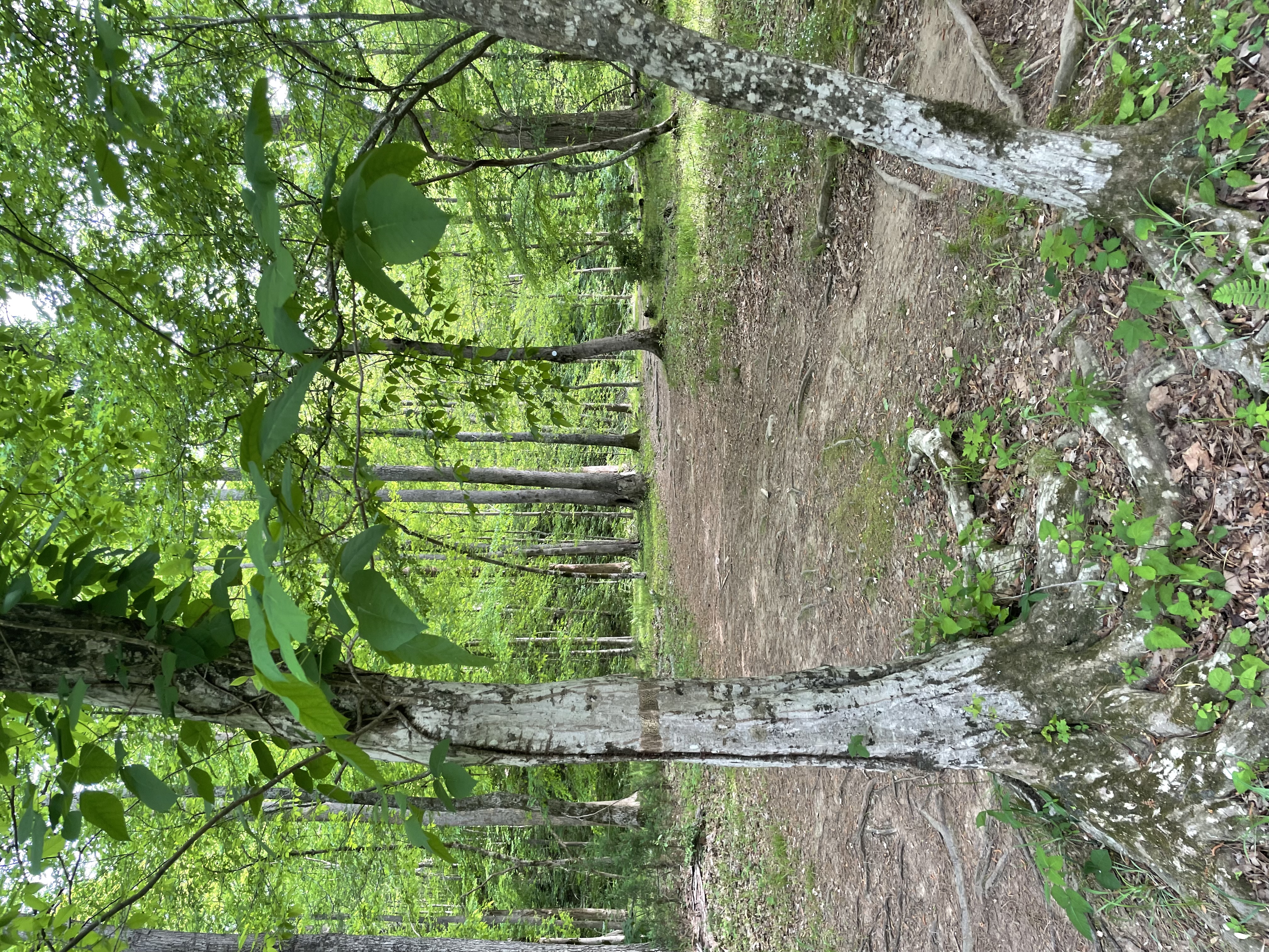 Cabe Lands Trail and Eno Quarry Loop