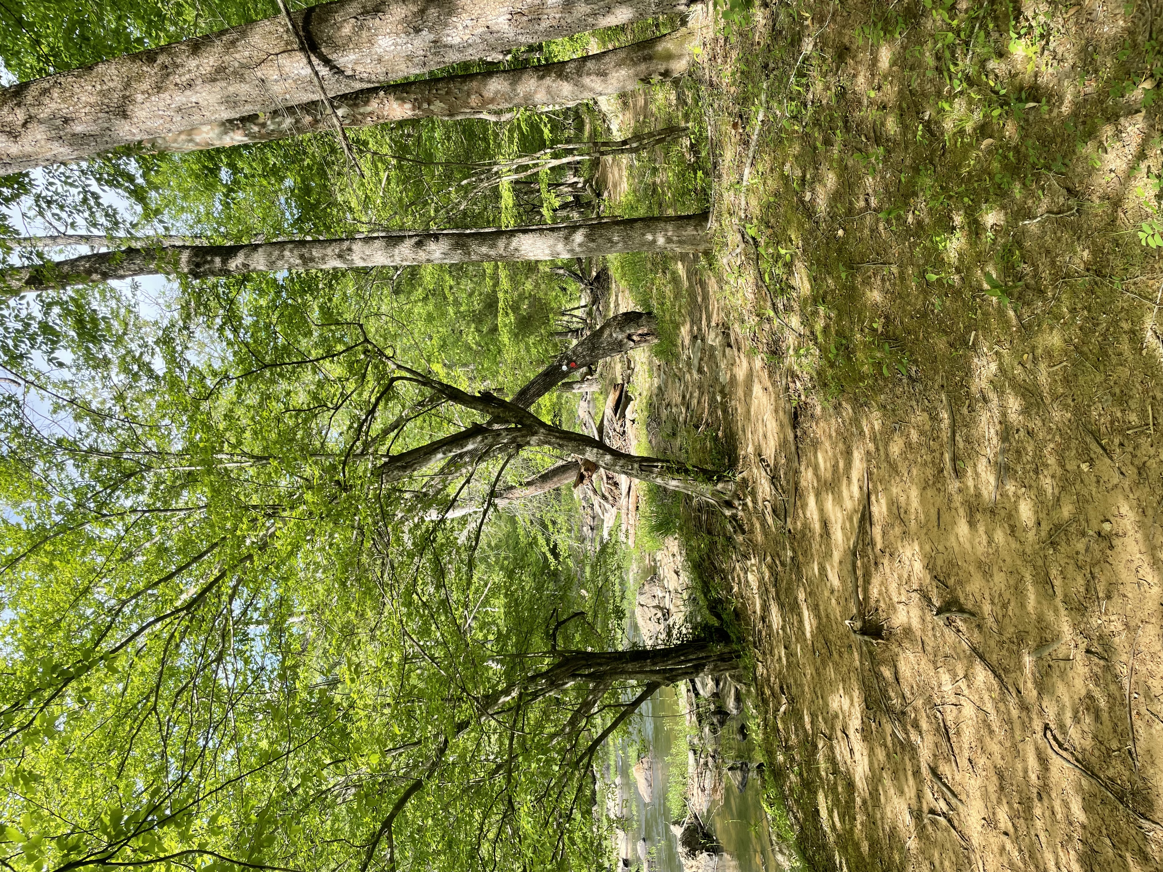 Cabe Lands Trail and Eno Quarry Loop