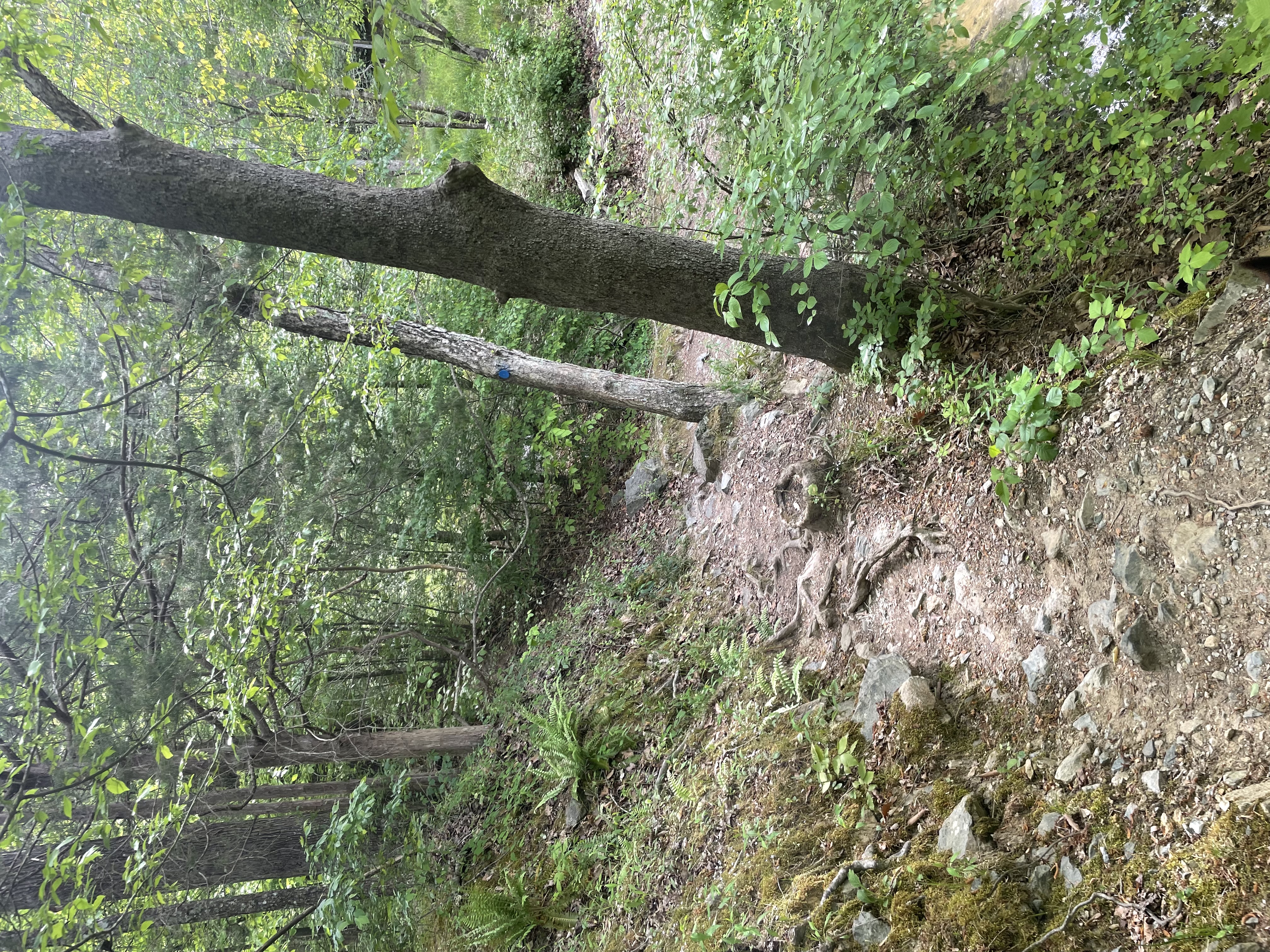 Cabe Lands Trail and Eno Quarry Loop
