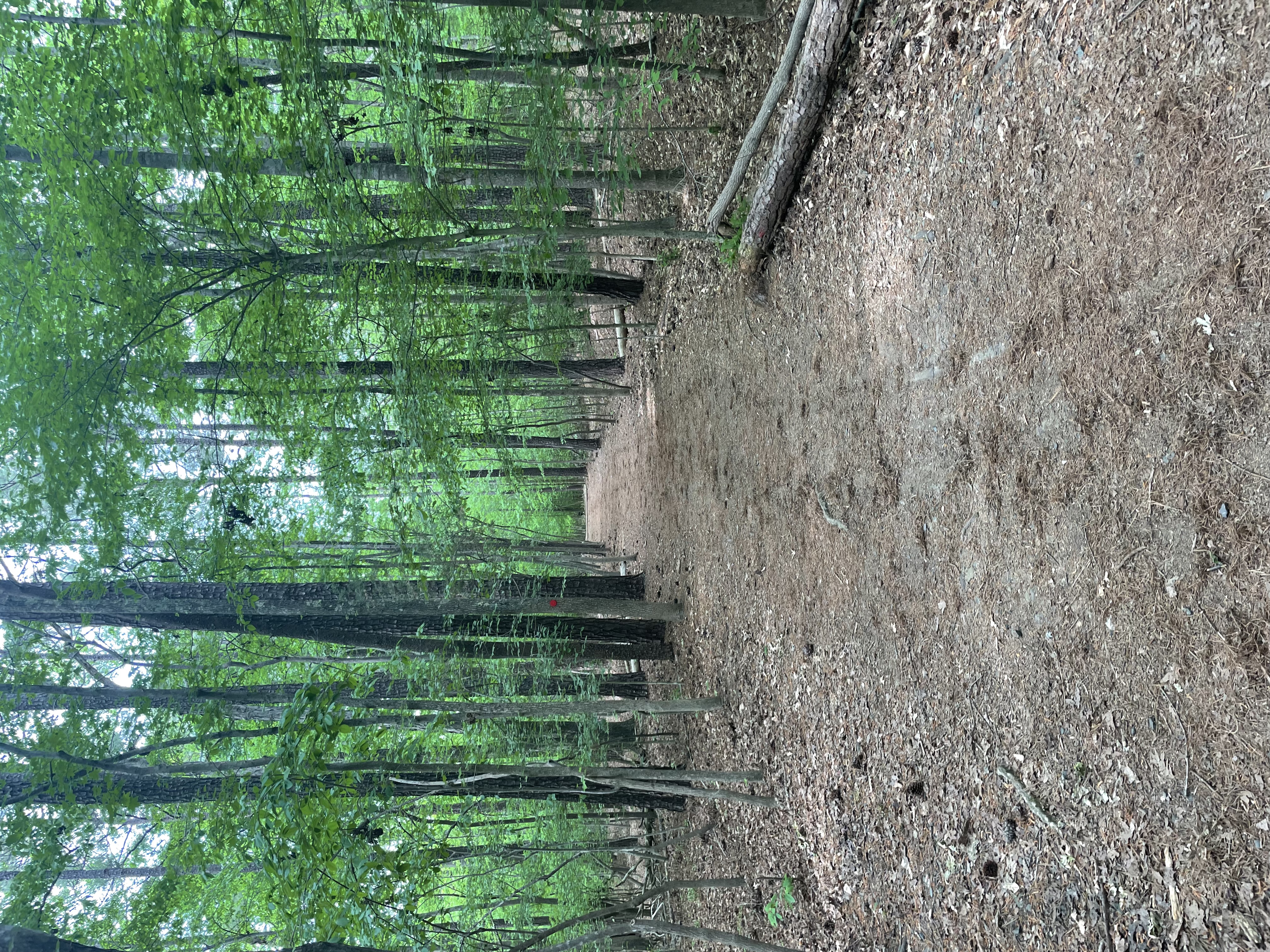 Cabe Lands Trail and Eno Quarry Loop