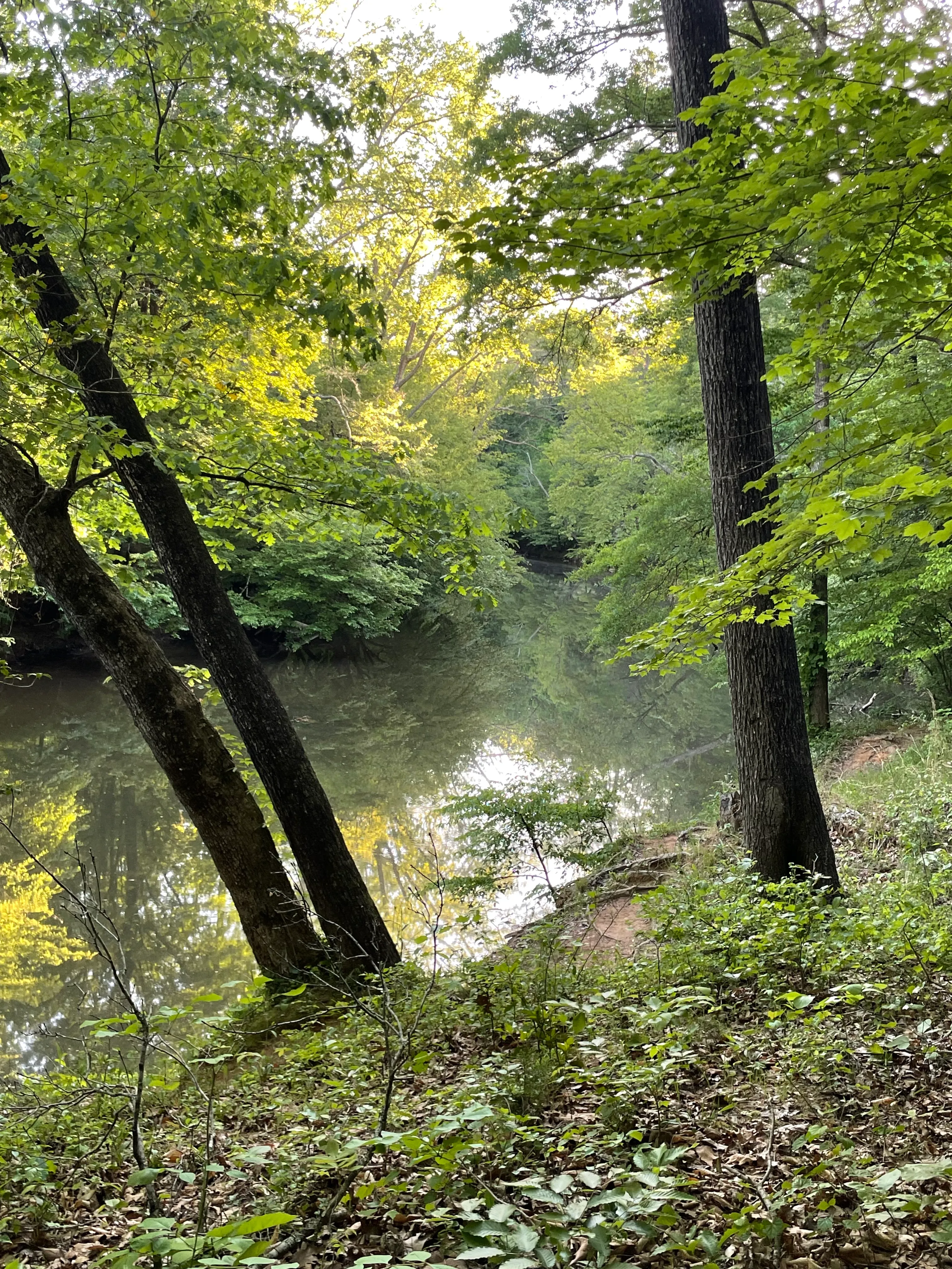 Cole Mill Trail