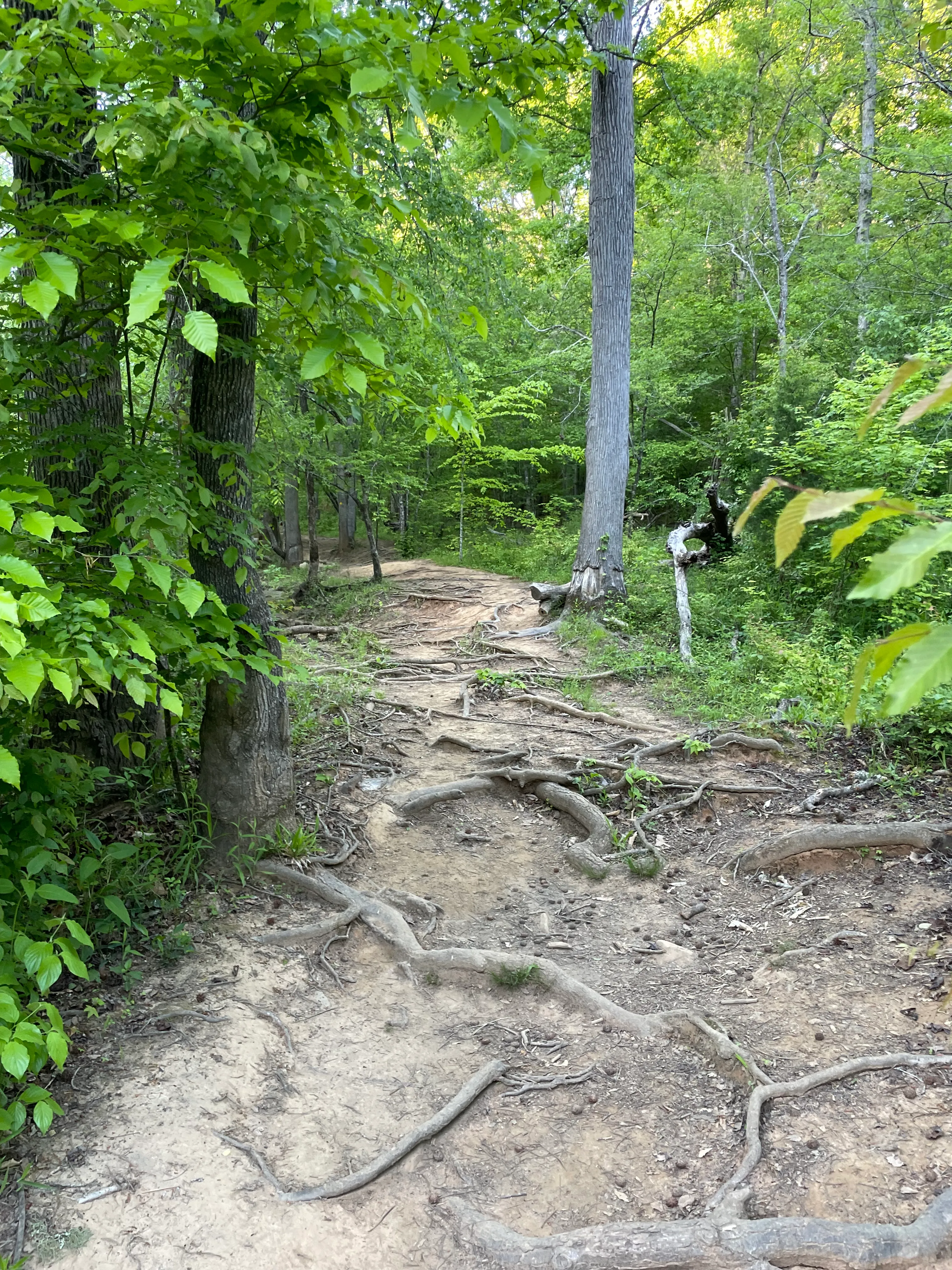 Cole Mill Trail