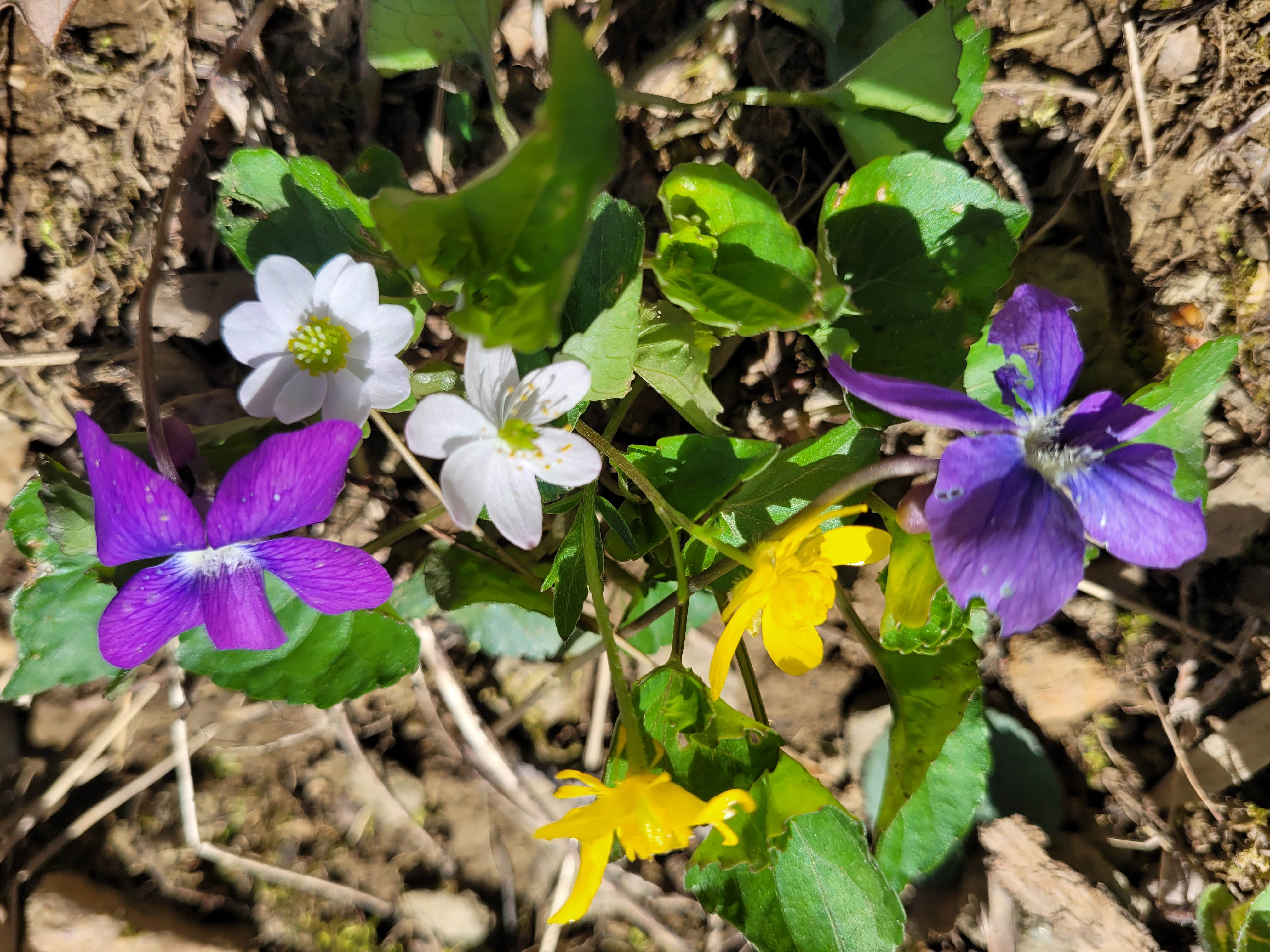 Hike Catoctin Mountain 