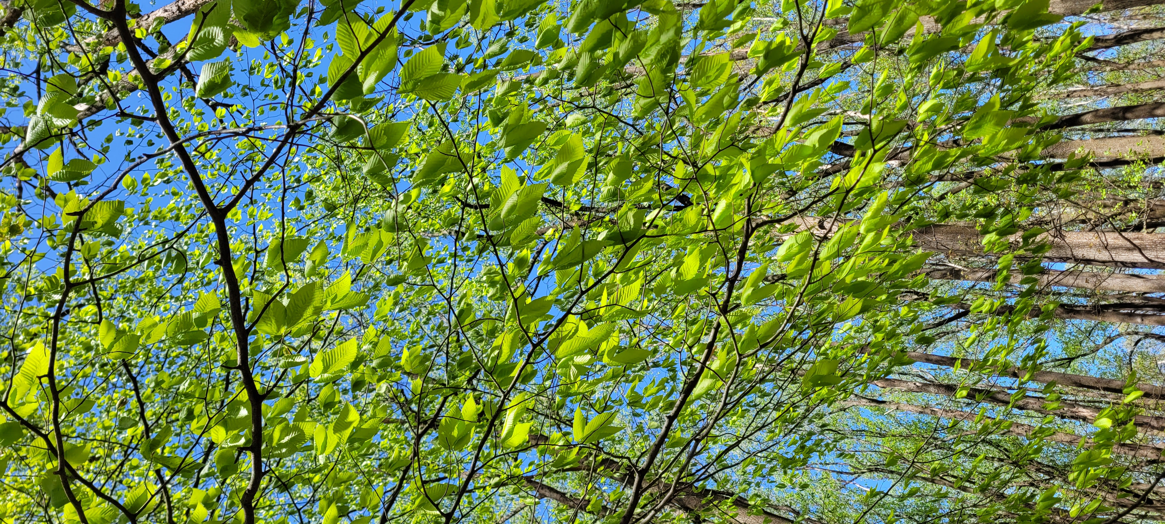 Hike Catoctin Mountain 