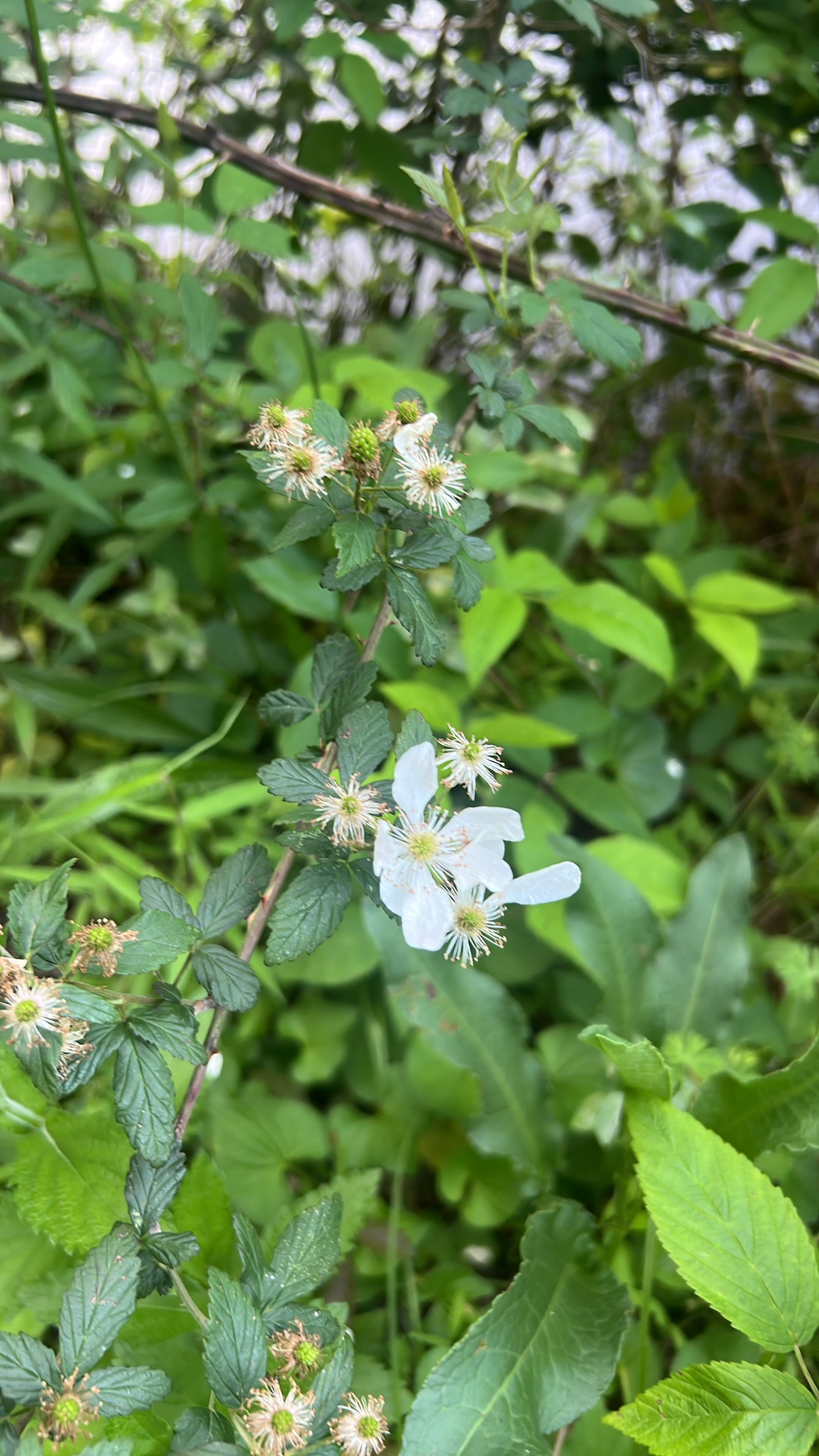 Reynolds Nature Preserve Trail